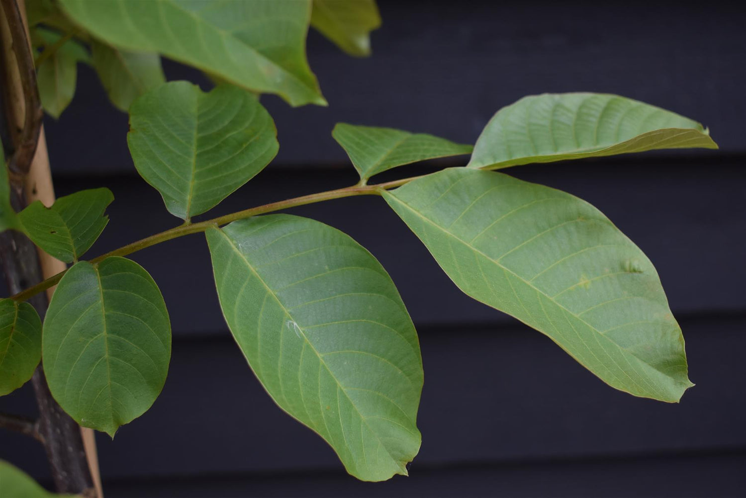 Common Walnut Tree | Juglans regia - Height 175-200cm - 20lt