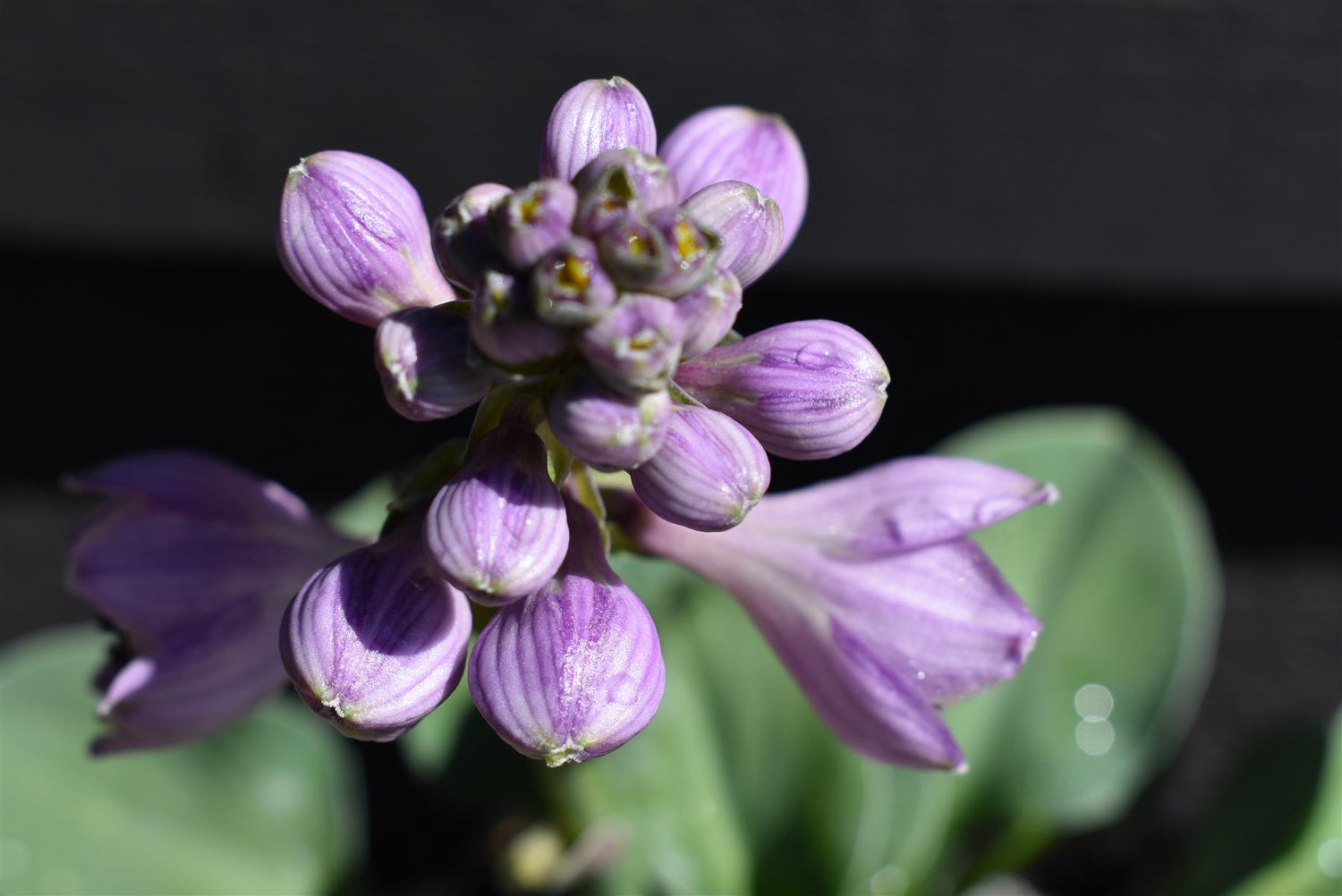 Plantain Lily | Hosta Sun Mouse - 10-15cm - 3lt