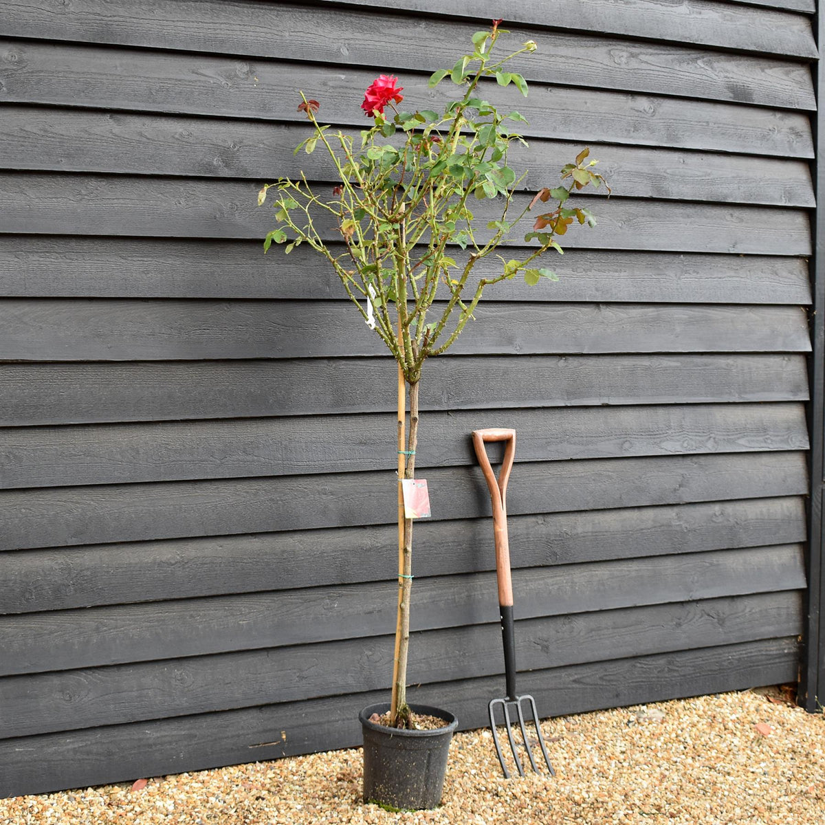 Rose 'Geranio' - Clear Stem 80-90cm - Height 130-160cm - 18lt