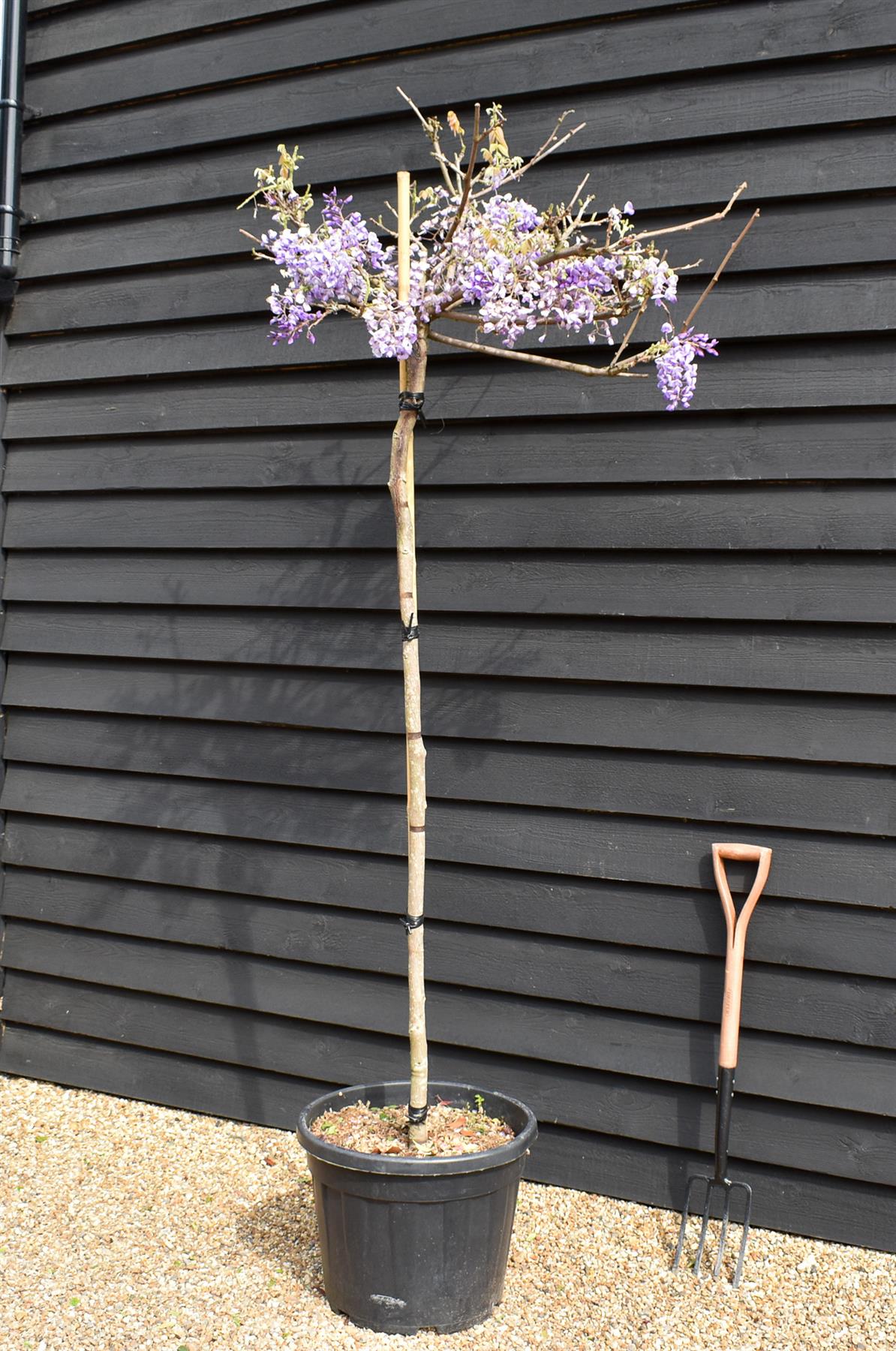 Wisteria brachybotrys 'Iko yama fuji'' - Clear stem 140cm - Girth 10-12cm - Height 200-220cm - 55lt