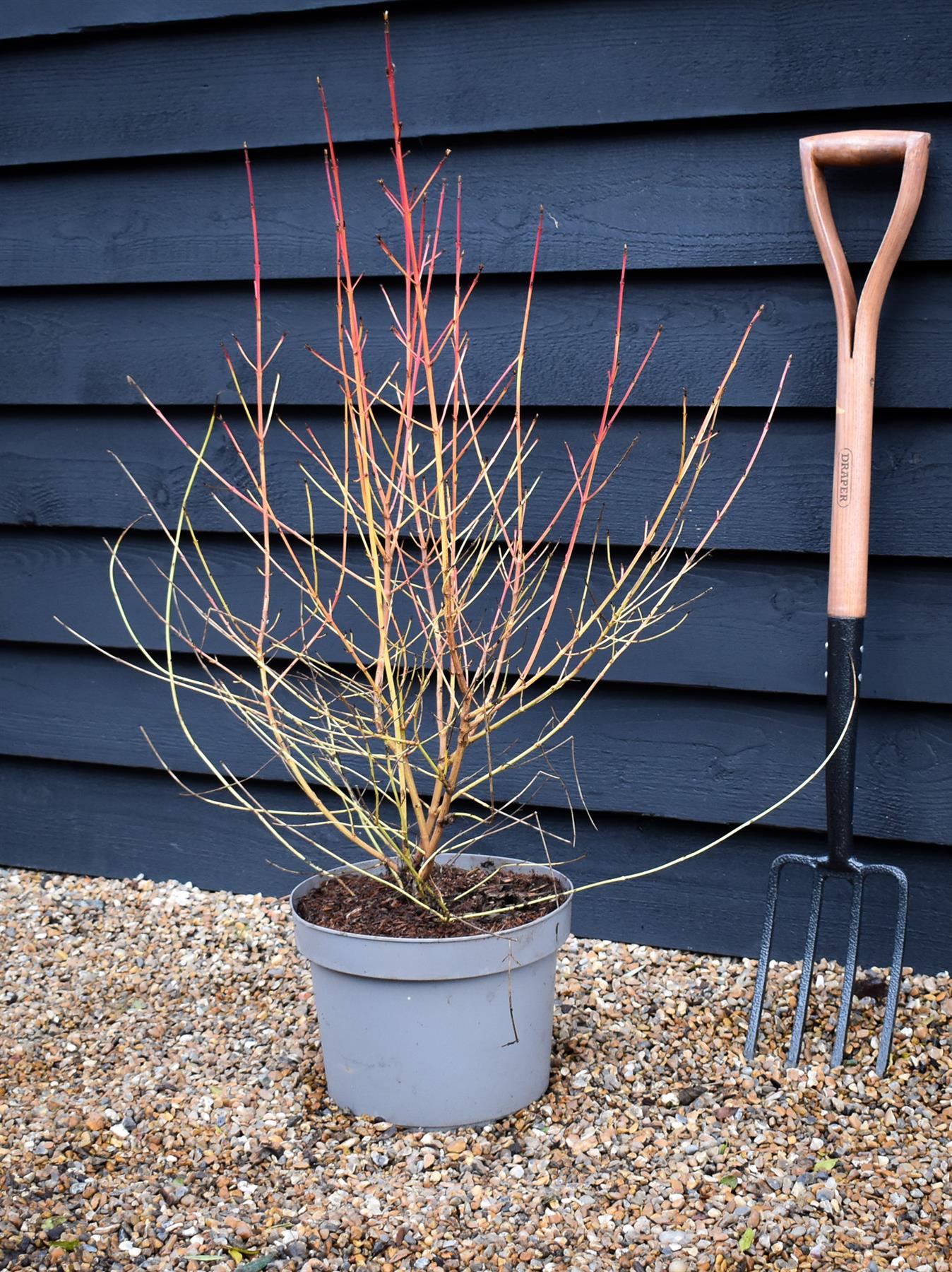 Cornus alba 'Midwinter Fire' | White dogwood 'Midwinter Fire' - Height 80cm - 10lt