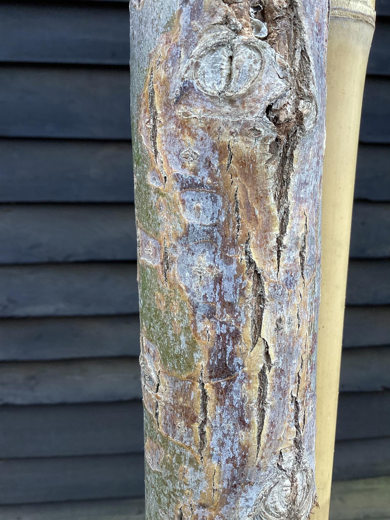 Salix Babylonica | Weeping Willow - Girth 14-16cm - 450-500cm - 90lt