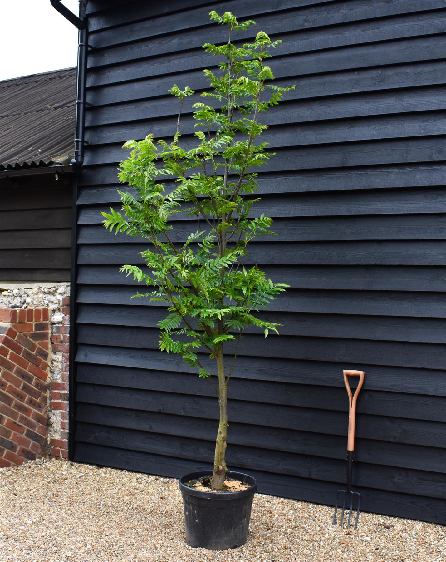 Caucasian wingnut | Pterocarya fraxinifolia - Height 220-250cm - Girth 12-14cm - 45lt