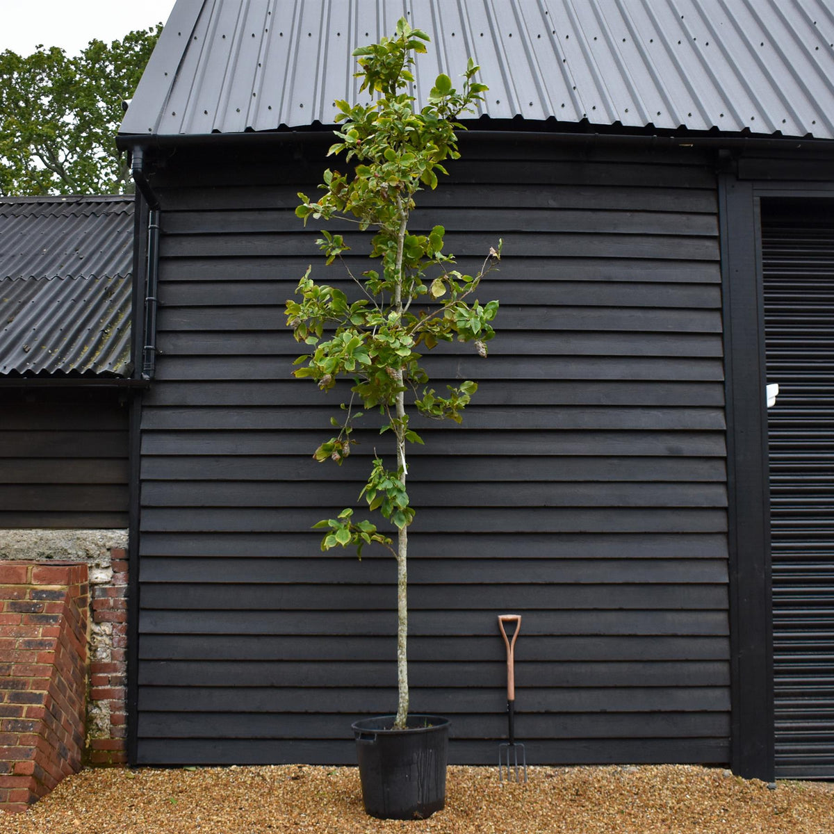 Magnolia Susannah Van Veen - Height 300- 350cm, 70lt