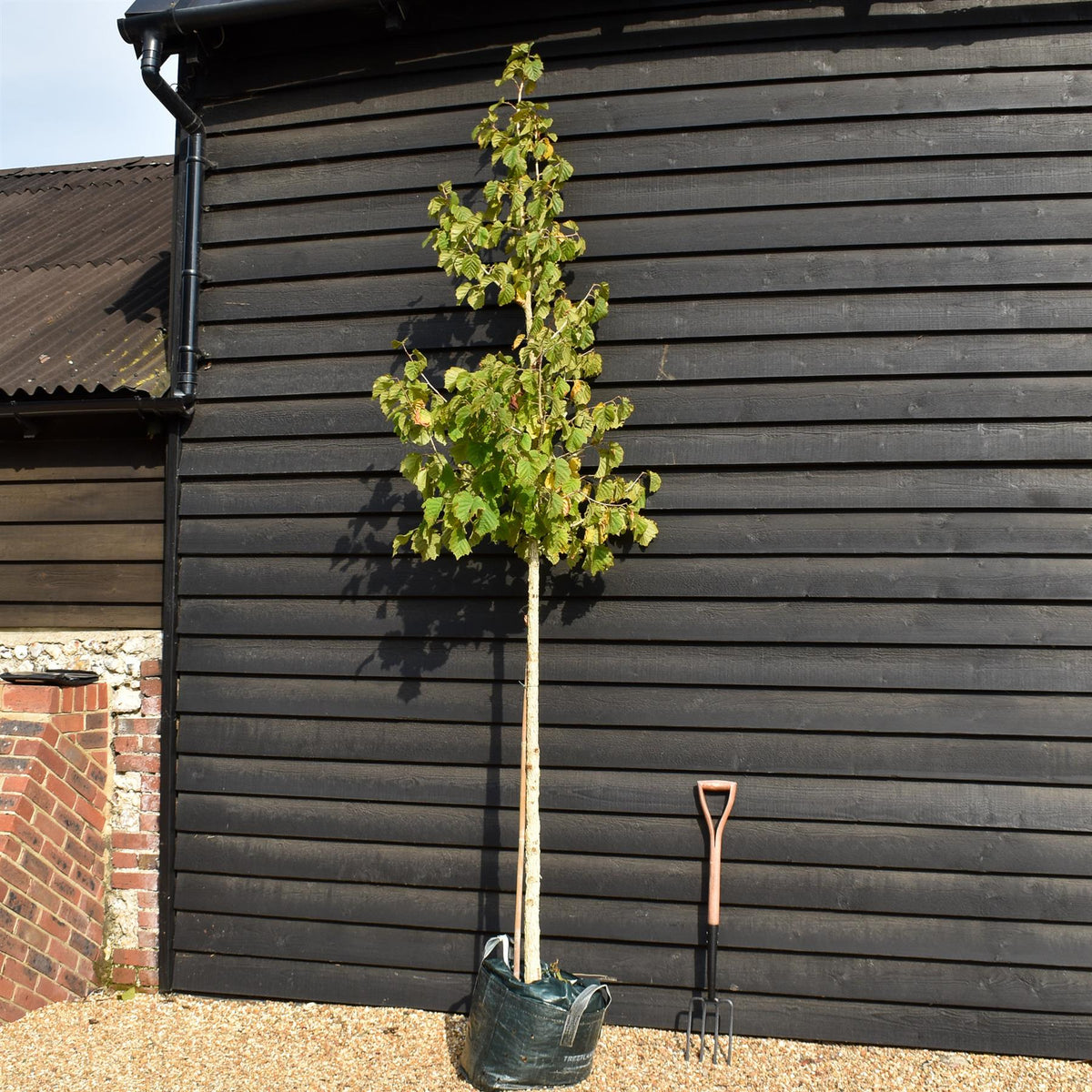 Corylus 'Colurna'| Turkish Hazel - Height 280-310cm - Girth 10-12cm - 45lt