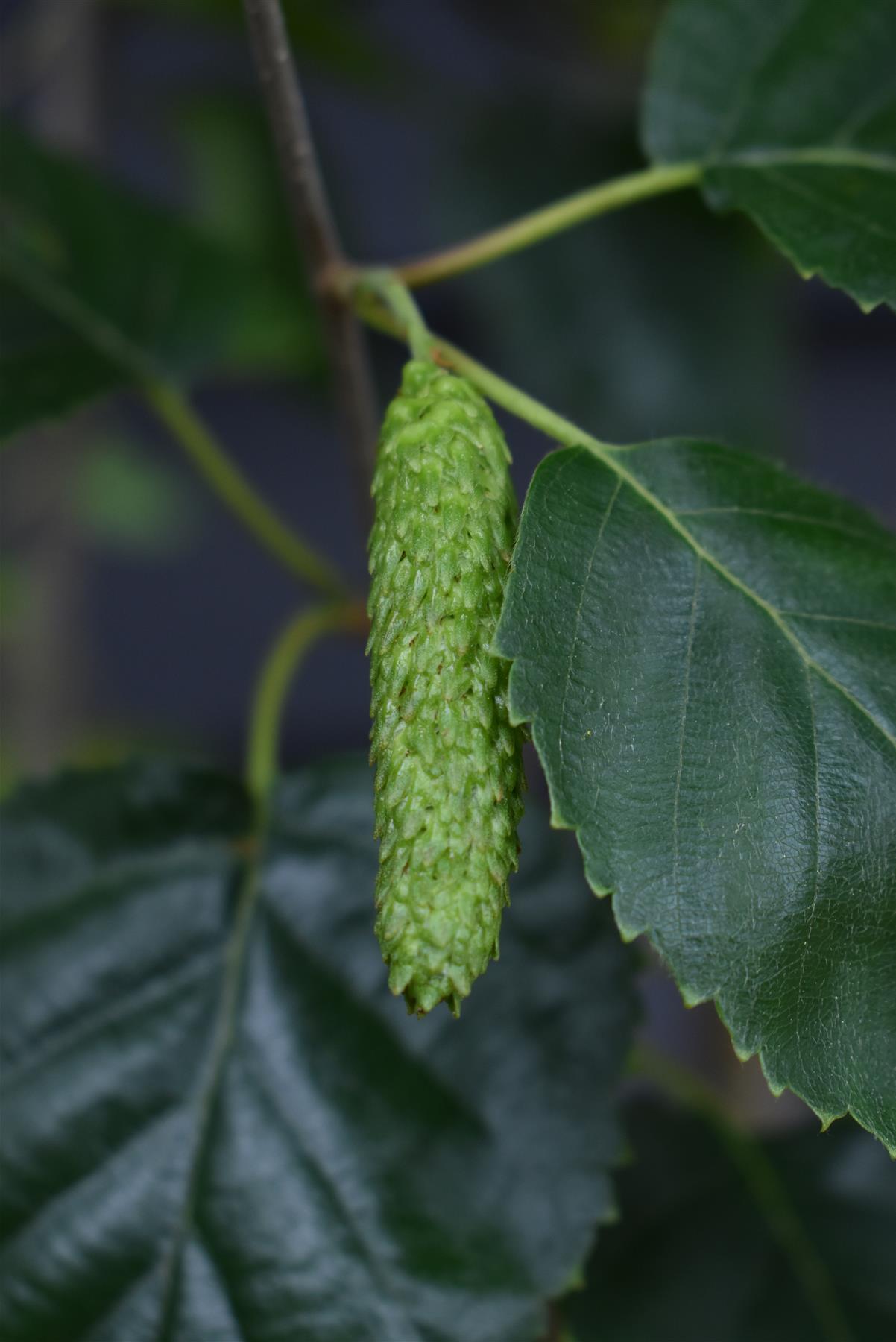 Betula utilis jacquemontii | Kashmir Birch - Multistem - Height 350-400cm, 45lt