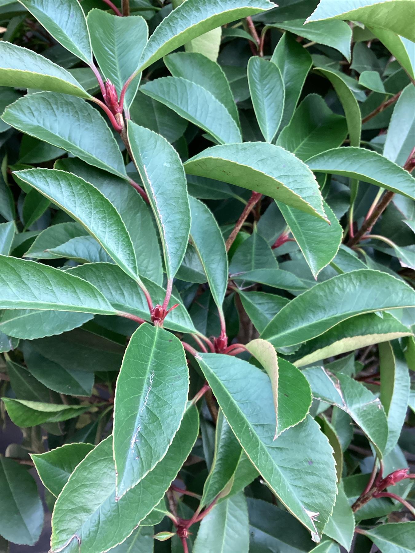 Photinia Red Robin | Christmas berry 'Red Robin' 1/2 std Clear Stem - 240-260cm, 45lt