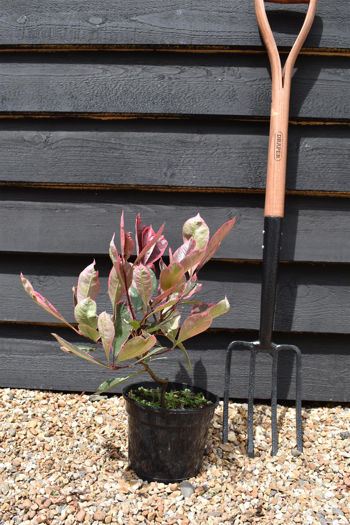 Photinia x fraseri Louise  - 15-20cm, 3lt