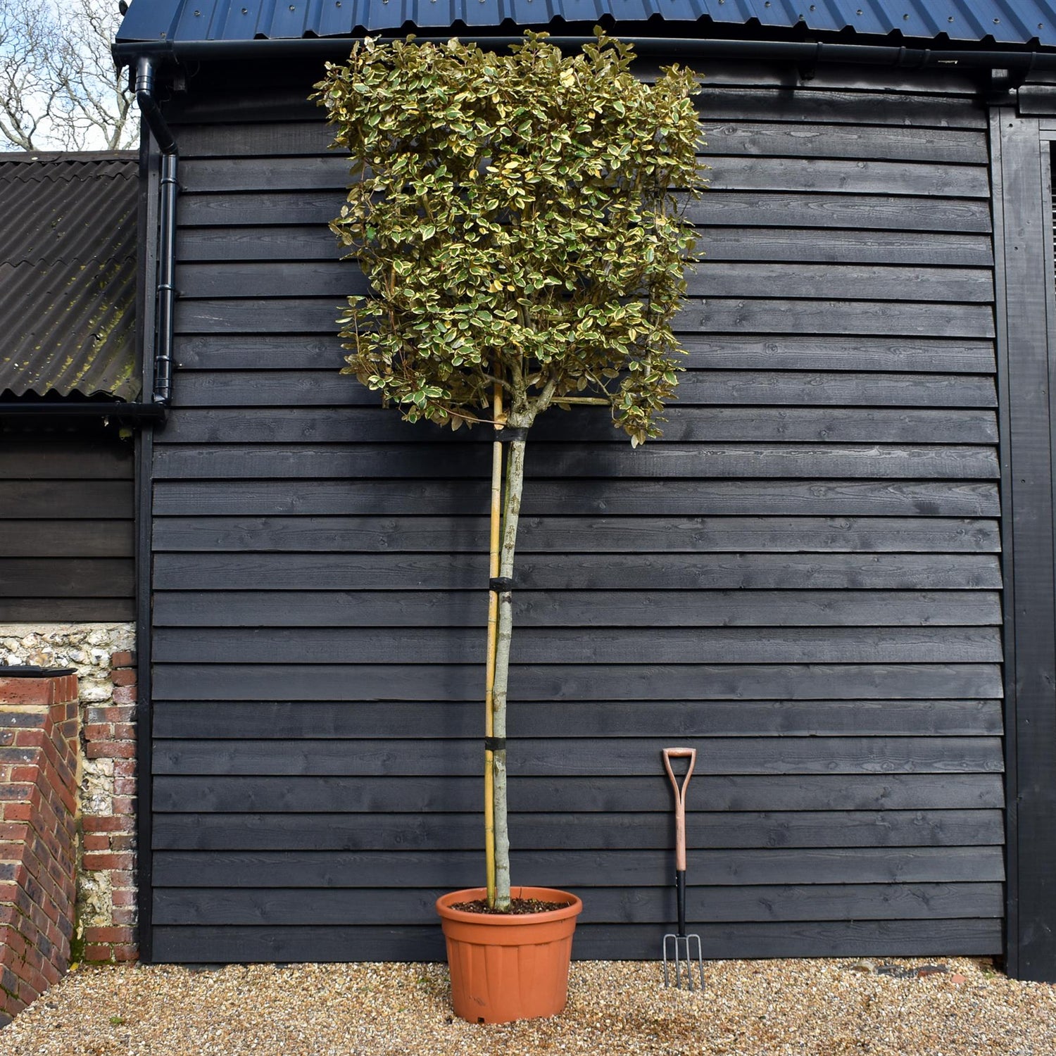 Elaeagnus ebbingei 'Viveleg' - Standard - Pleached/Espalier (100x100cm bamboo) - Stem 200cm - Girth 10-12cm - Height 300cm - 70lt