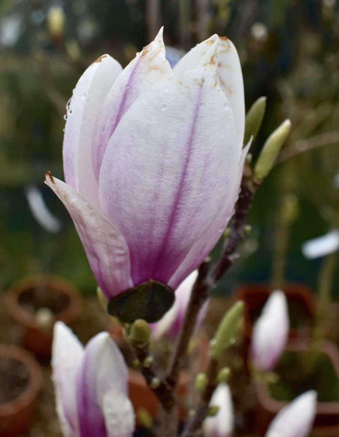 Magnolia Soulangeanan | Saucer Magnolia 1/2 Std Clear Stem - 135-180cm, 15lt