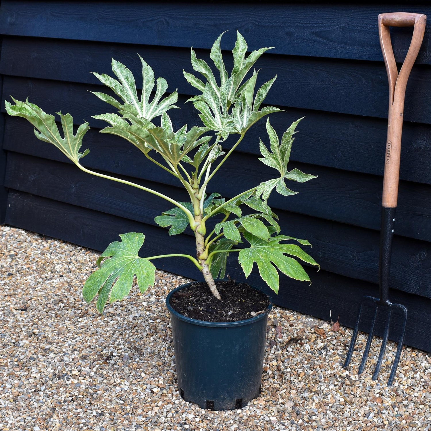 Fatsia japonica 'Spider's Web' - Height 30-70cm -12lt