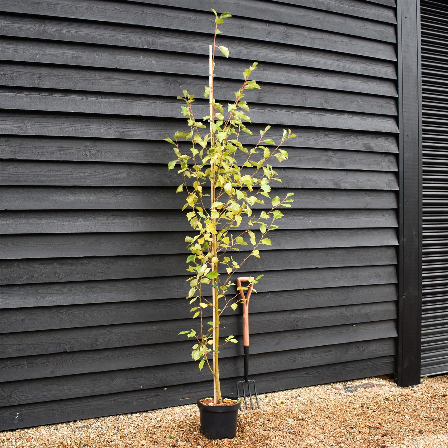 Alnus Incana Aurea - Grey Alder - Feathered - Height 240-250cm - 10lt
