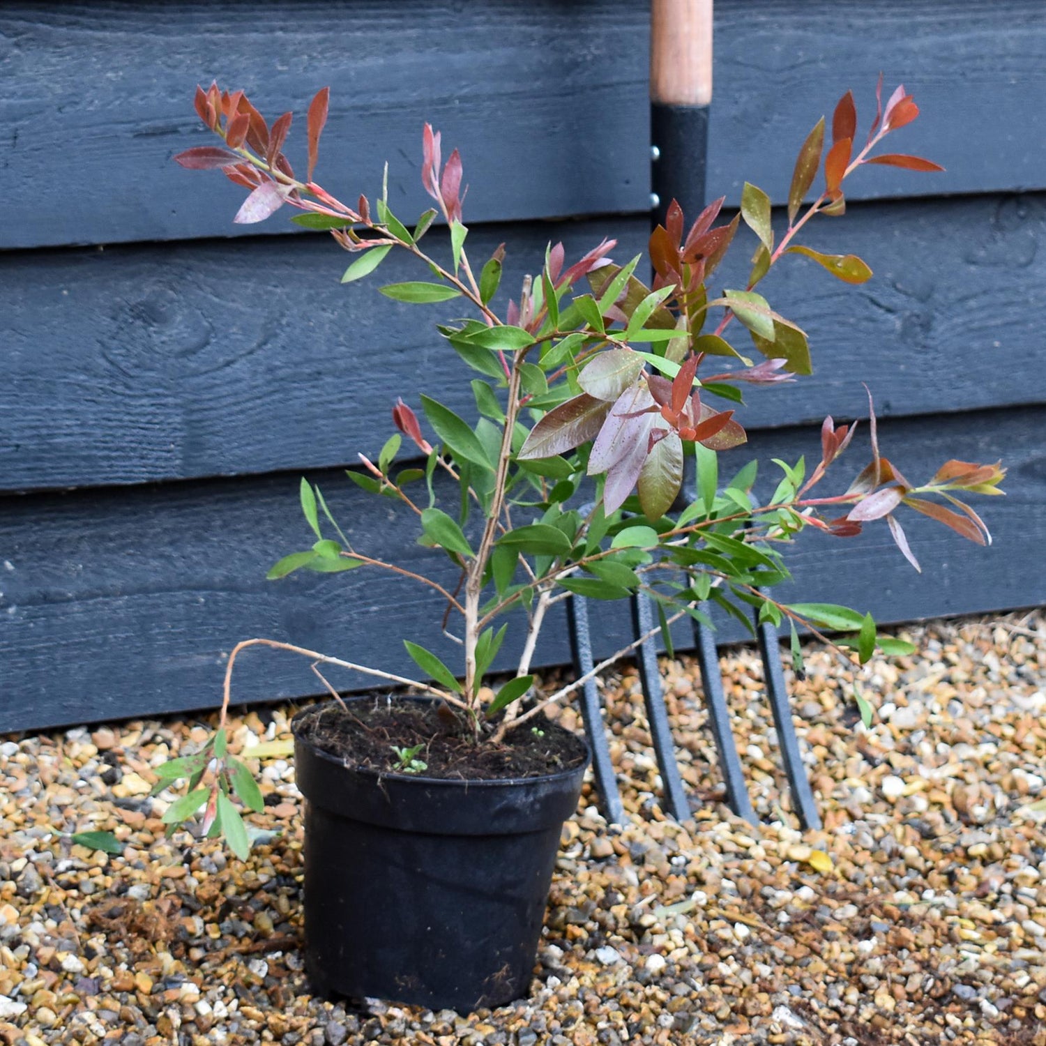 Callistemon Laevis | Bottlebrush - Shrub - Height 40-50cm - 3lt