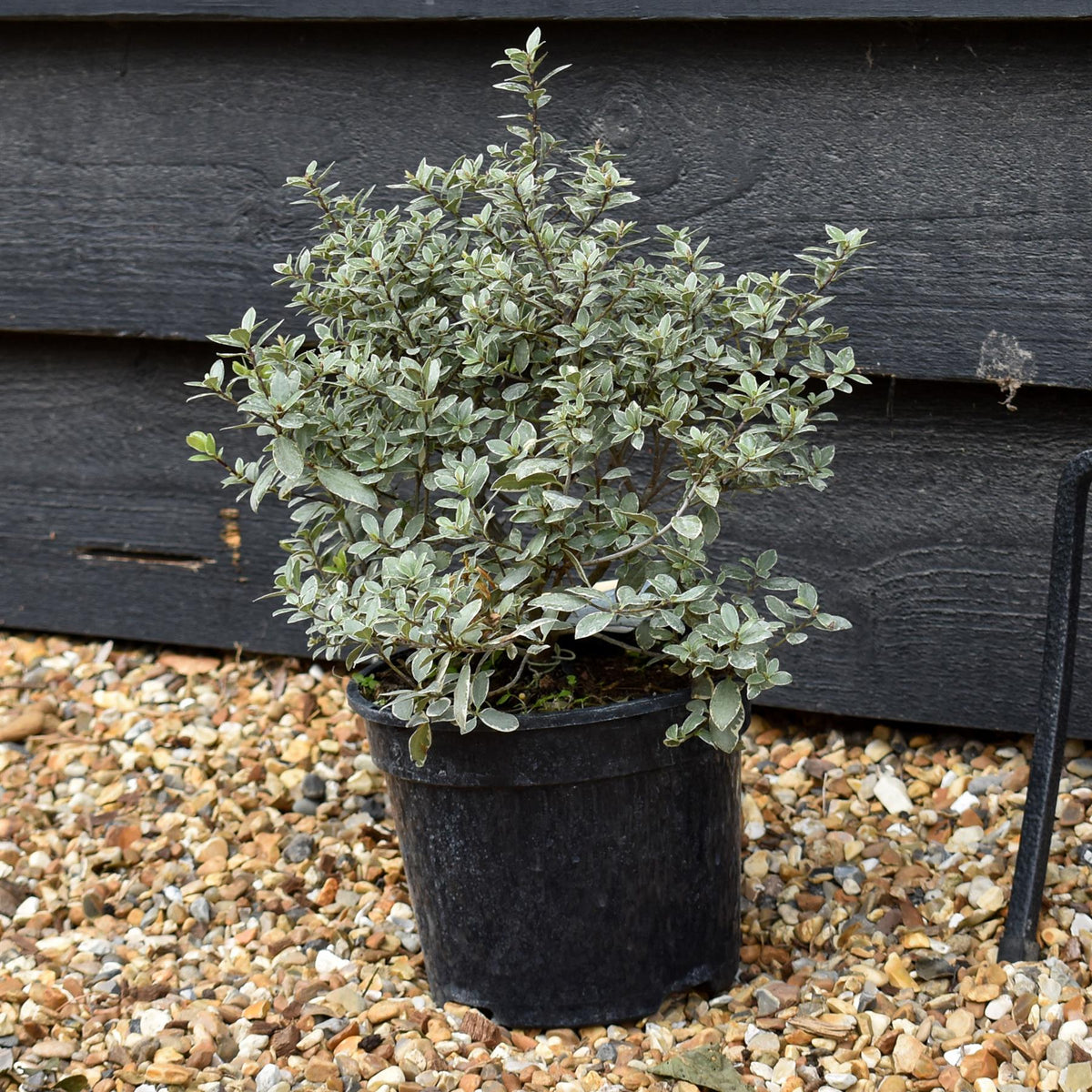 Pittosporum tenuifolium 'Silver Ball' - 2lt