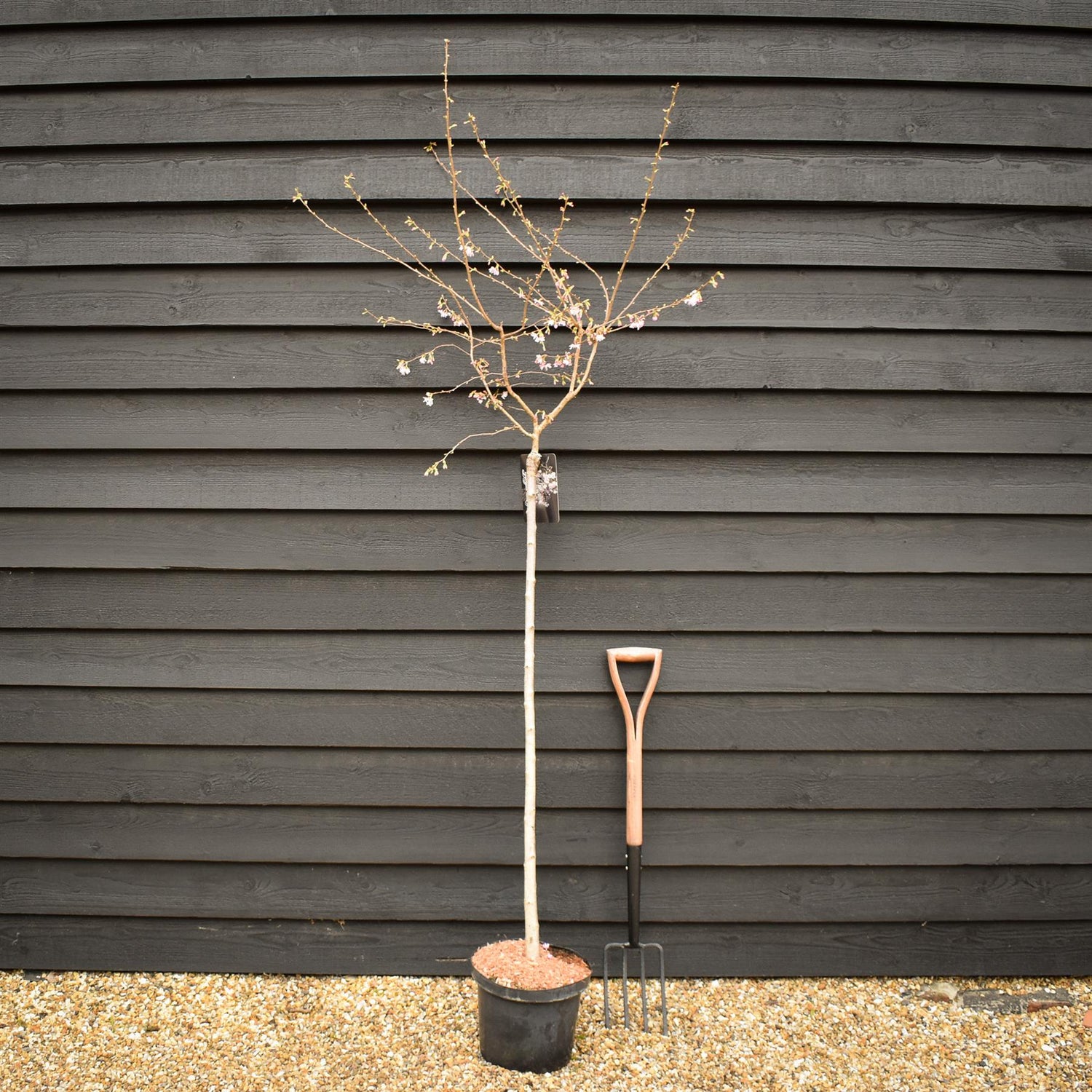 Prunus Subhirtella 'Autumnalis Rosea' | Winter-flowering Cherry - Clear Stem 120cm - Girth 6-8cm - Height 170-200cm - 10lt