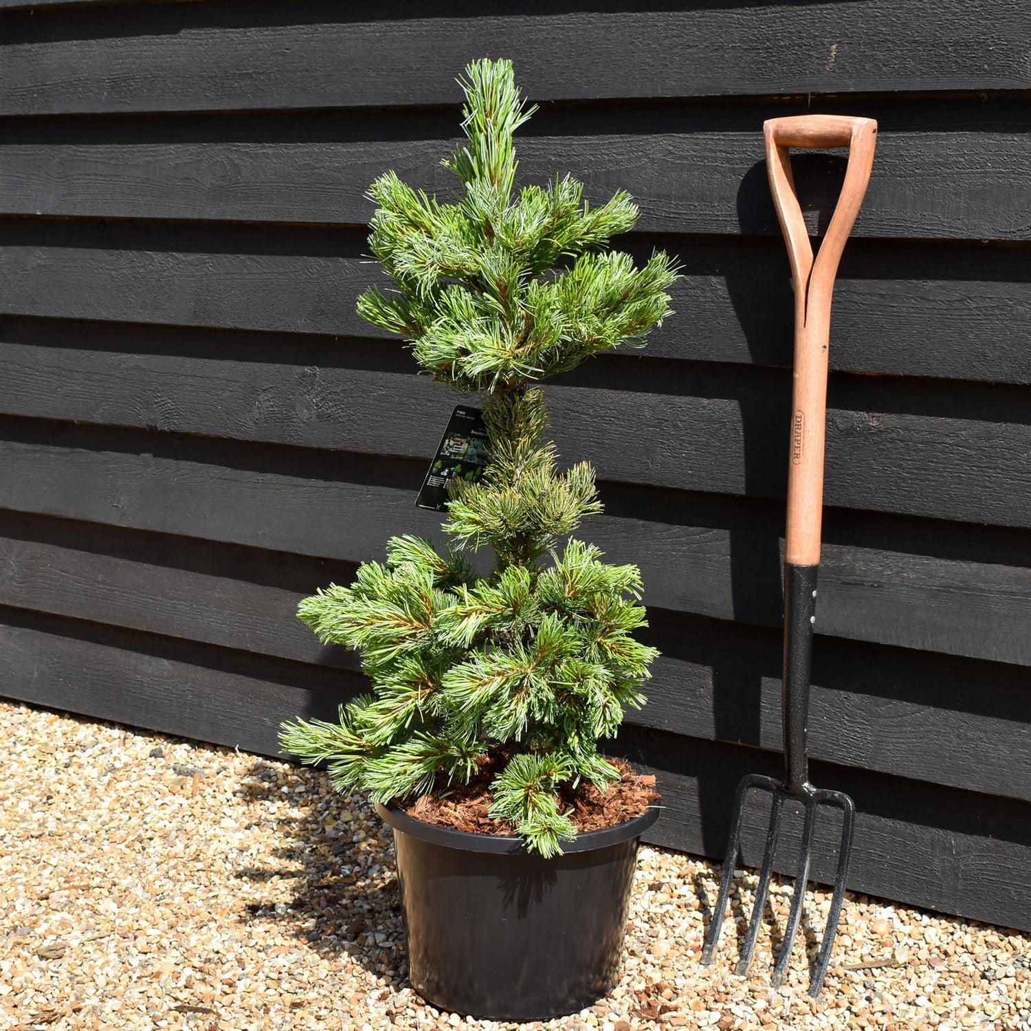 Japanese white pine | Pinus parviflora 'Ara kawa' - Height 70-90cm - Width 40-50cm - 11lt