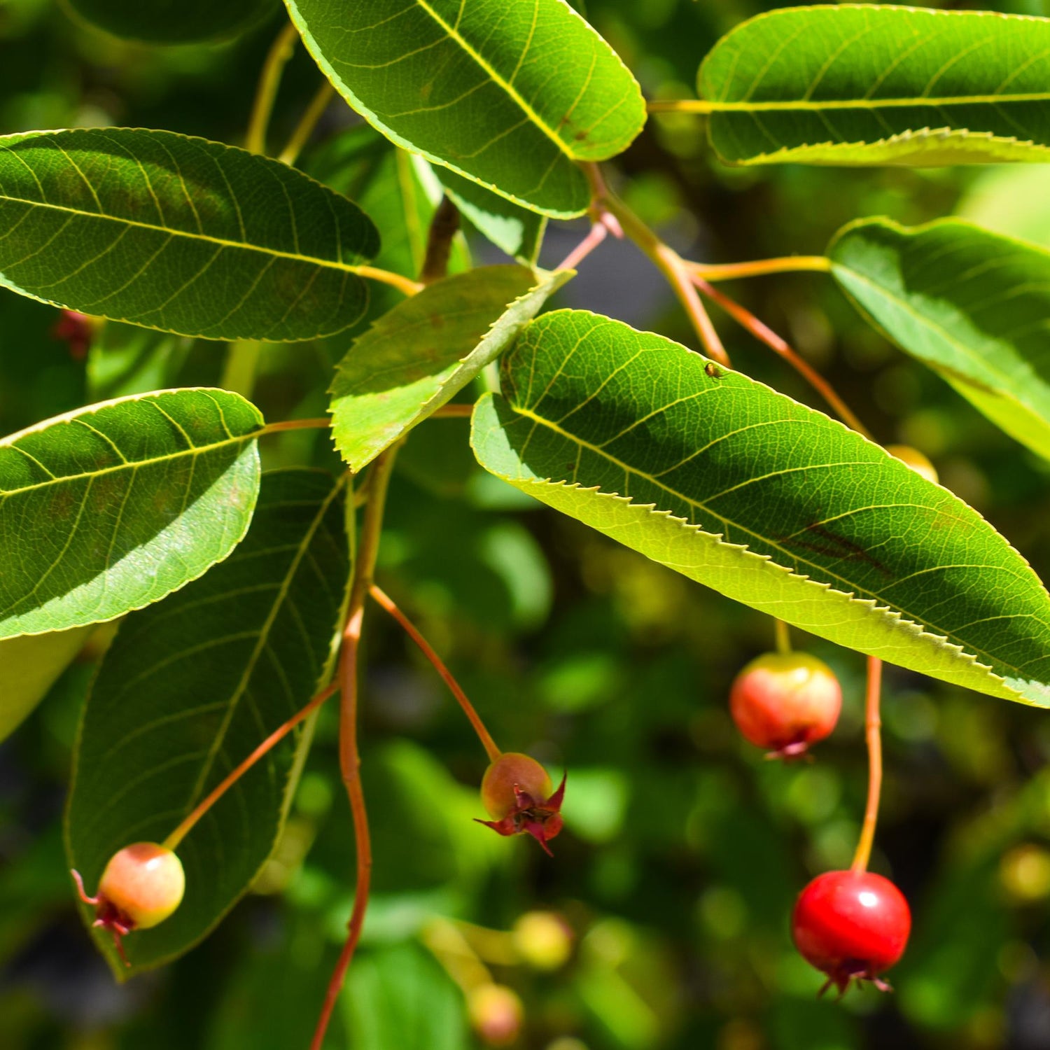 Juneberry  | Amelanchier lamarckii - Multistem - Height 200-230cm - 45lt