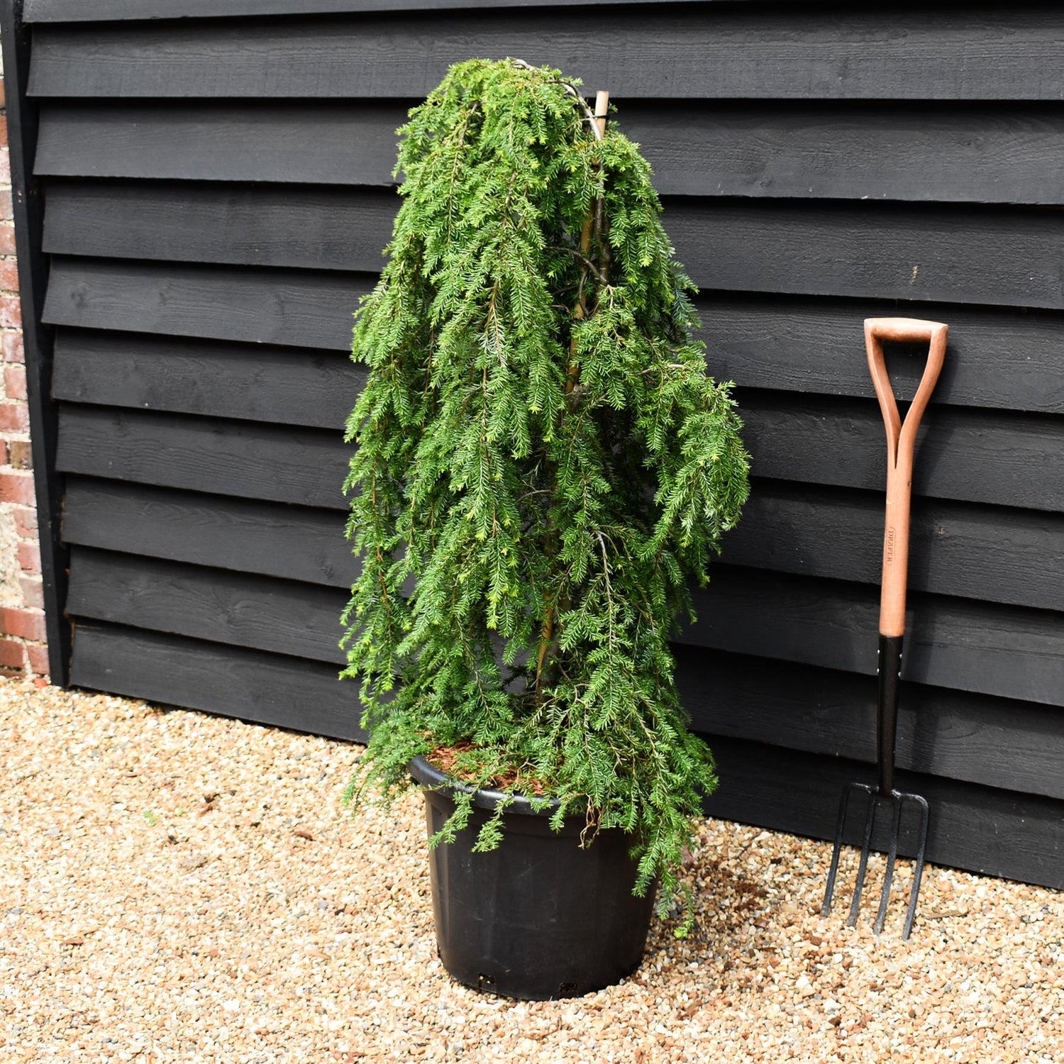 Tsuga canadensis 'Pendula' - Height 100-110cm - 35lt