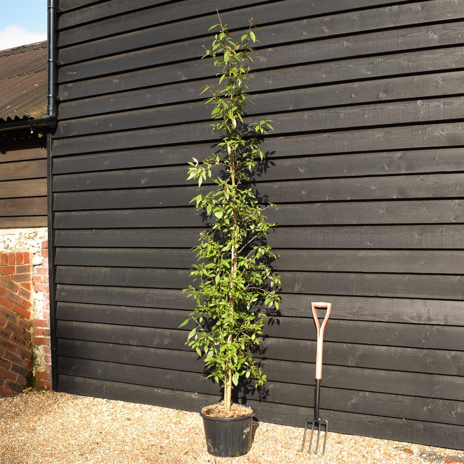 Hoheria sexstylosa Snow White | Ribbonwood - Bushy - Height 180-240cm - 18-20lt