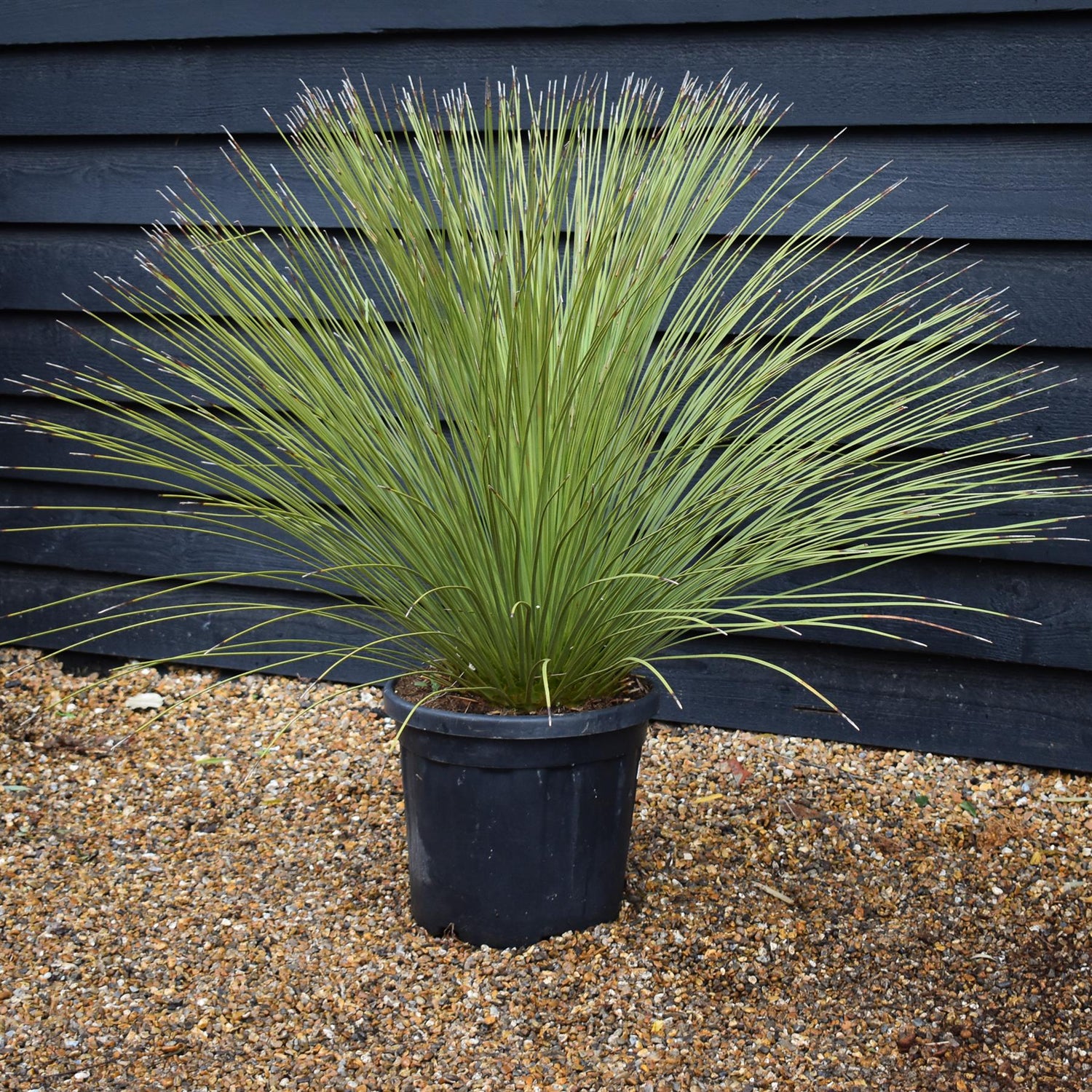Dasylirion longissimum | Mexican Grass Tree - Height  90-130cm - 25lt