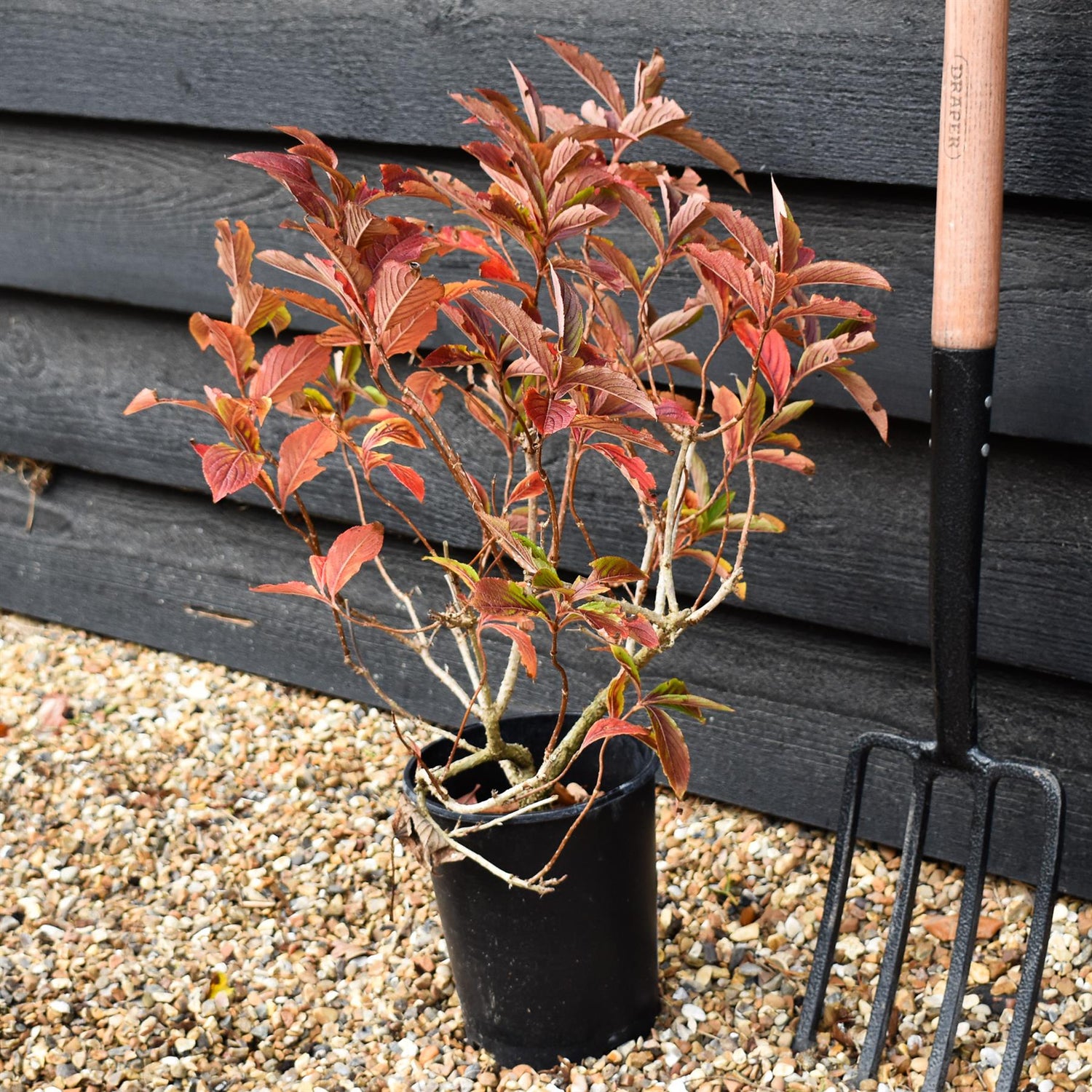 Weigela Towers of Flowers Apple Blossom - Height 35-40cm - 3lt