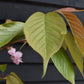 Prunus 'Kanzan' Standard | Cherry ‘Kanzan’ Girth 10 - 12cm - 220-240cm, 45lt