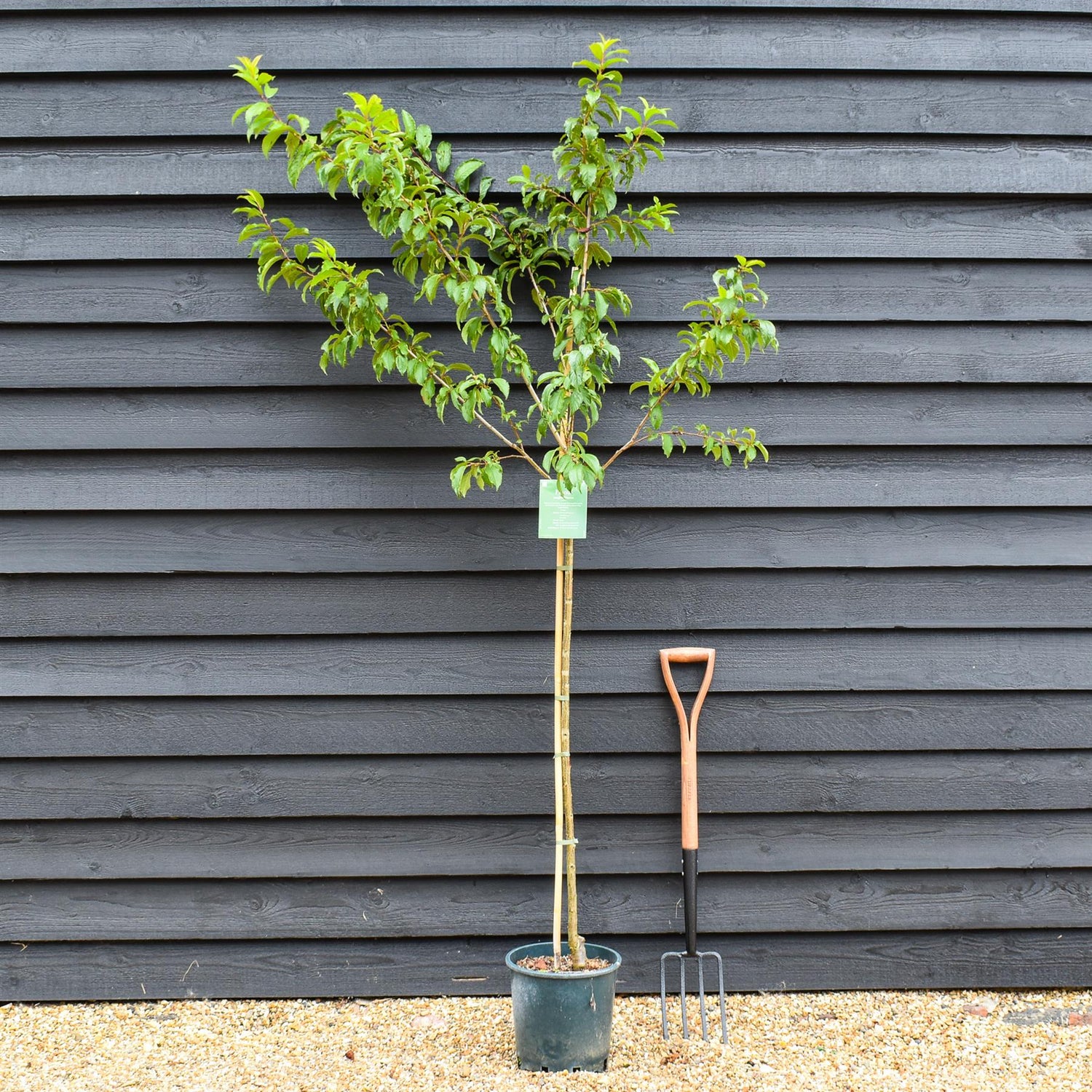 Prunus Nerasifera Pissardii Nigra | Black Cherry Plum - 250-280cm, 10lt