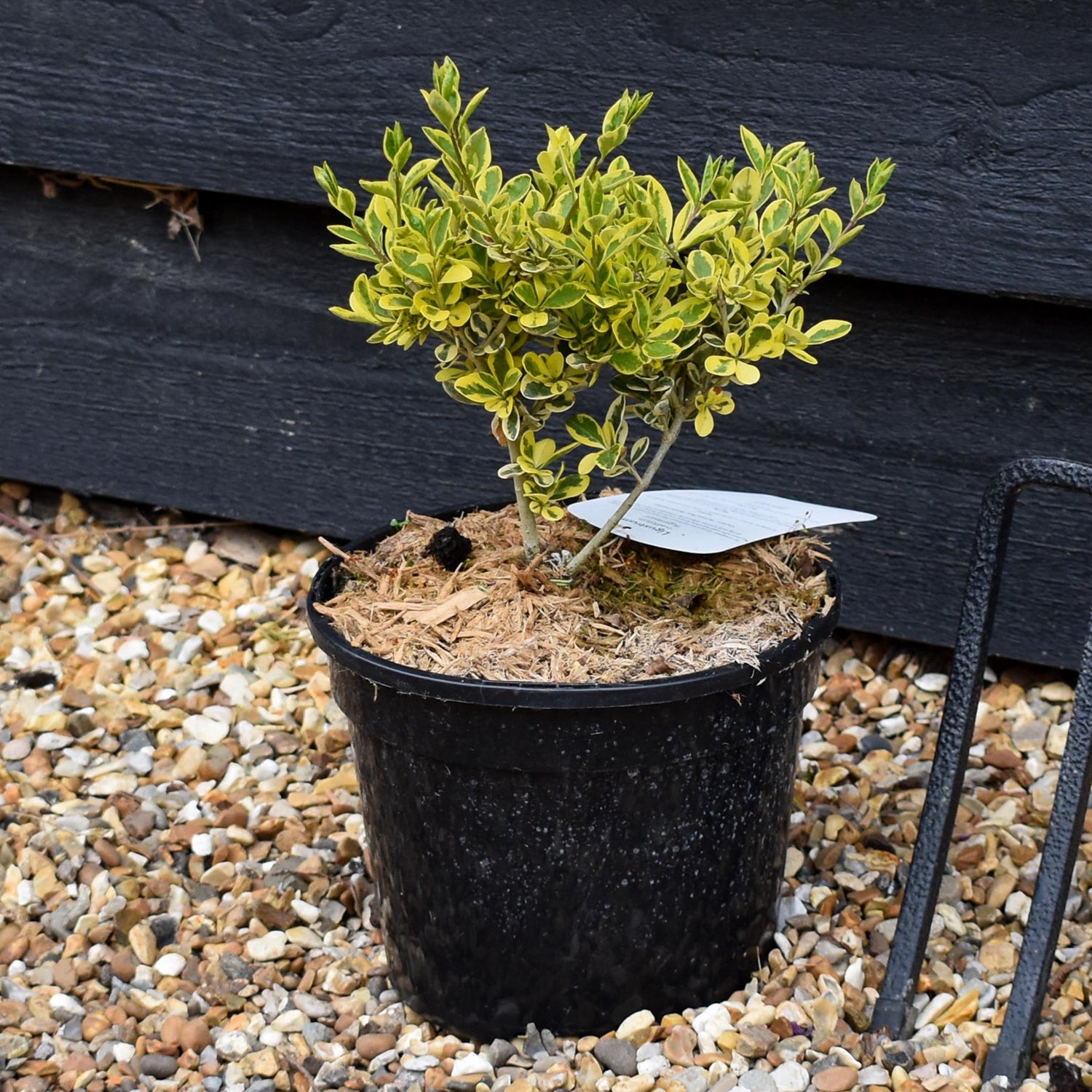 Ligustrum ovalifolium Argenteum - Height 15-25cm - 2lt