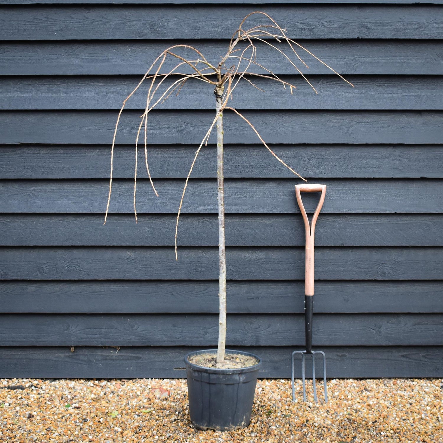 Prunus subhirtella Pendula Rosea 1/2 Standard | Single Pink Weeping Cherry - Clear Stem - Height 120-140cm - 18lt