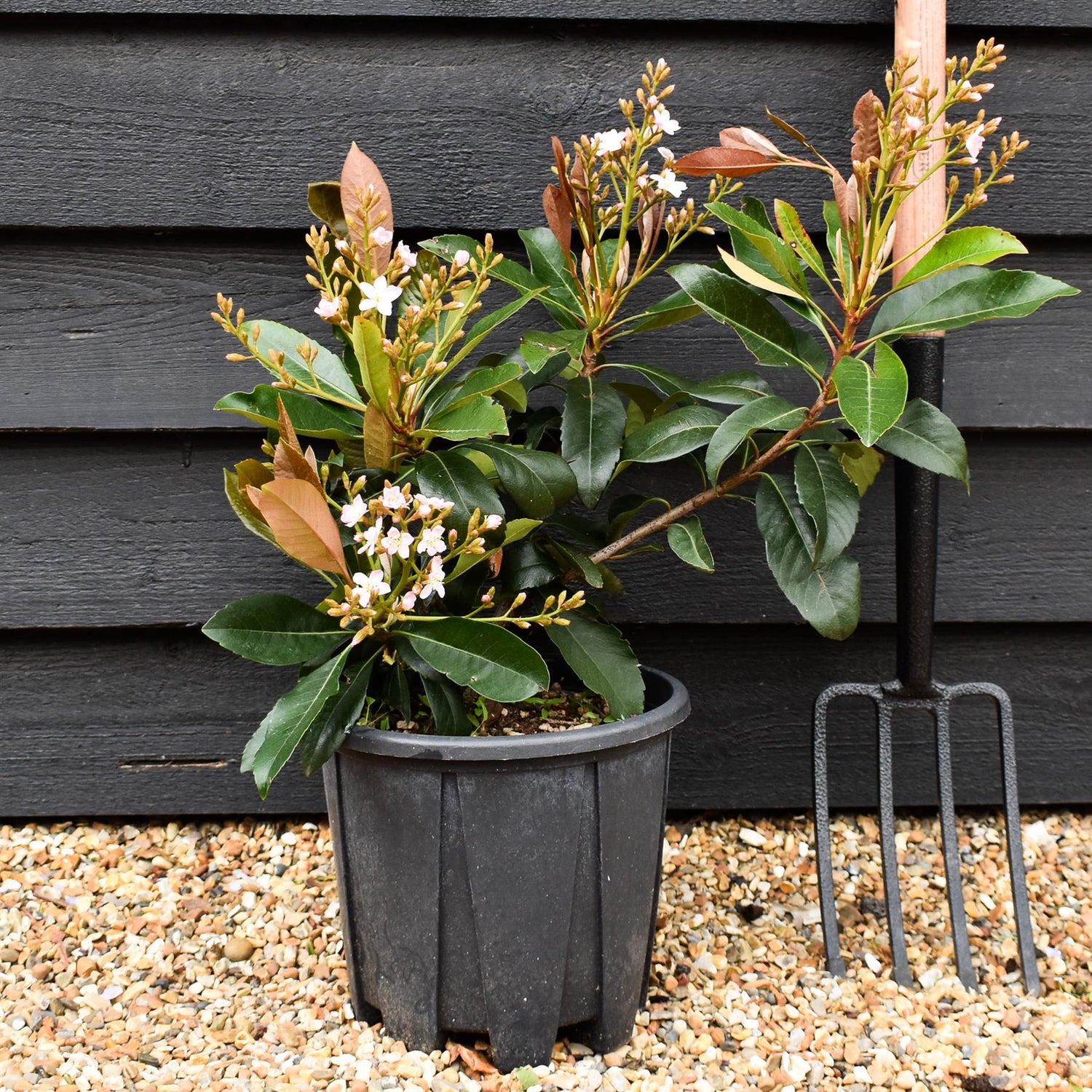 Eriobotrya japonica 'Coppertone' | Coppertone Loquat Tree - Shrub - Height 40-50cm - 10lt