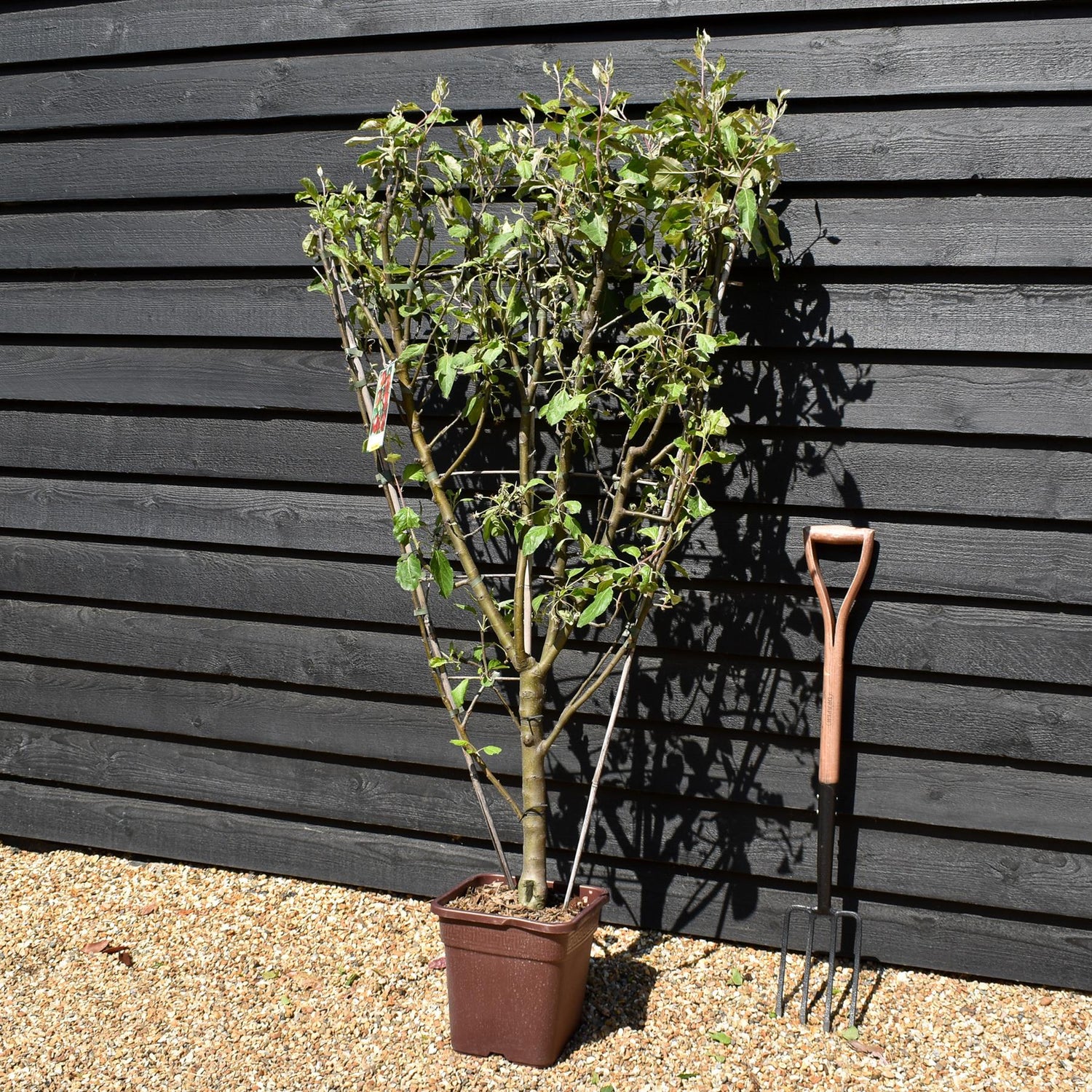 Malus Communis -  'Beleza de Roma' - Apple Tree - Espalier - Height 140-150cm - 15lt