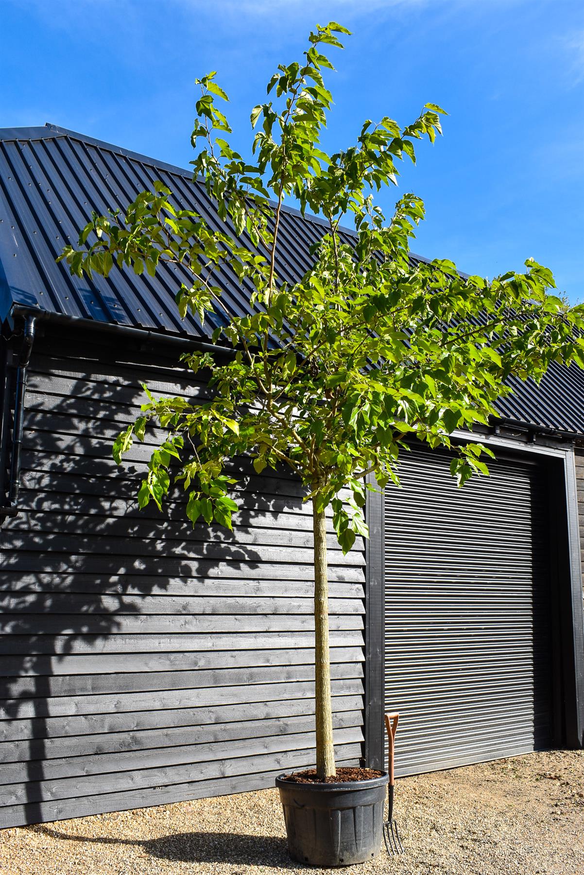 White Mulberry | Morus Alba (fruitless)  - Girth 30-32cm - Clear Stem - Height 400cm  - Perfect for shade - 230lt