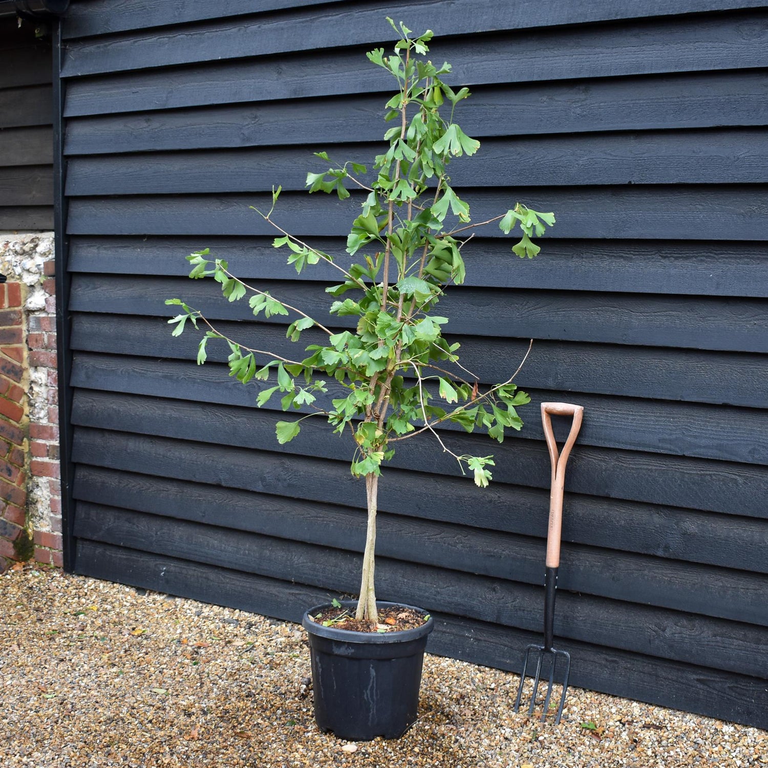 Ginkgo biloba | Maidenhair Tree - Bushy - Height 160-190cm - 30lt