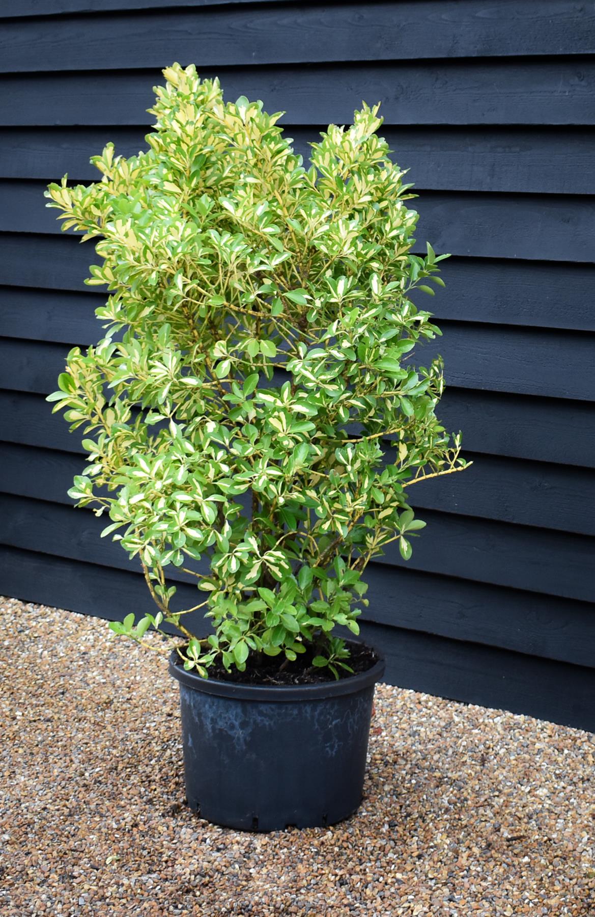 Euonymous japonica Gold Queen - Height 110-130cm - 40lt