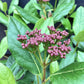 Viburnum tinus 'Gwenllian' - 40-60cm, 2lt