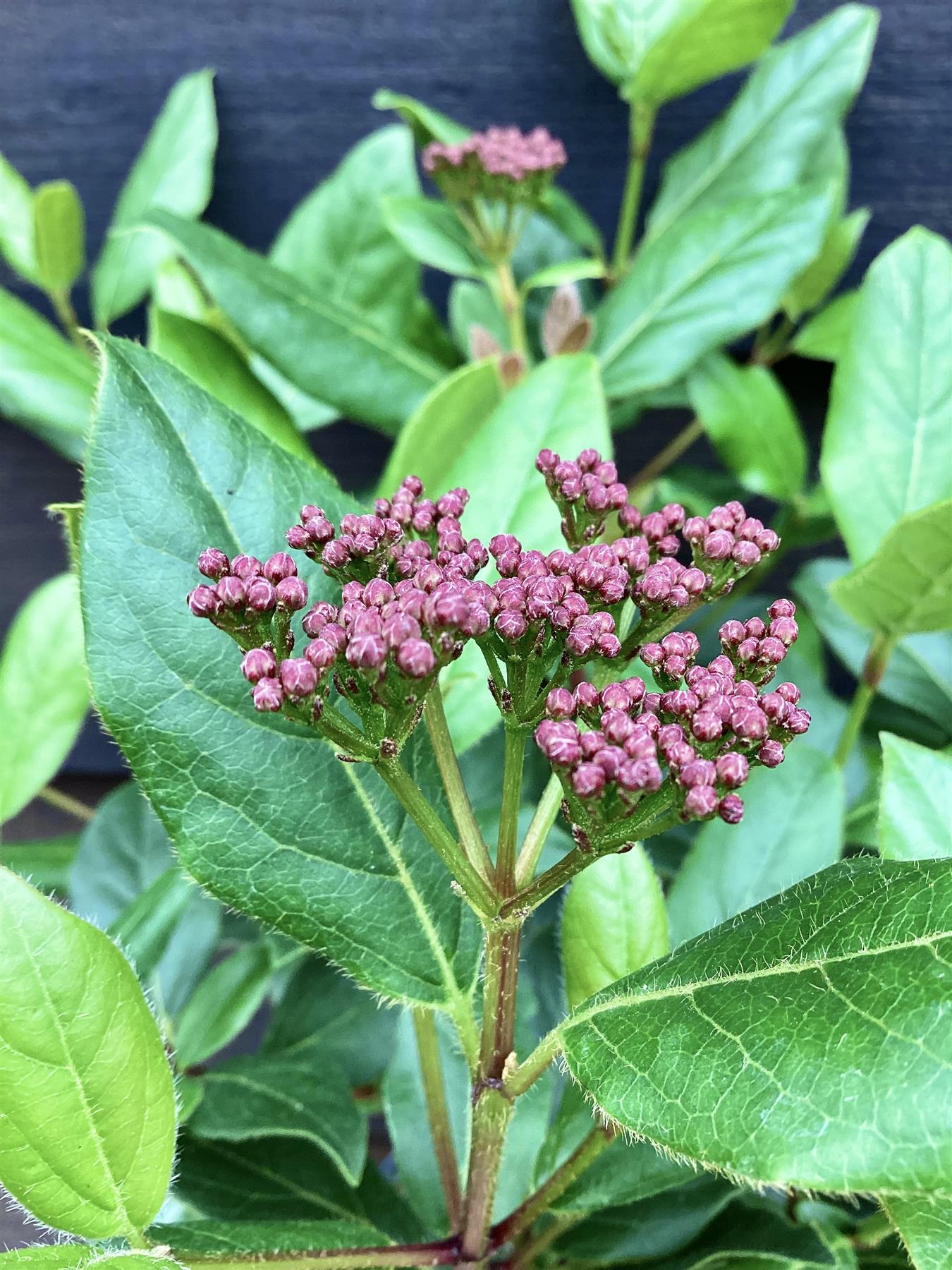 Viburnum tinus 'Gwenllian' - 40-60cm, 2lt
