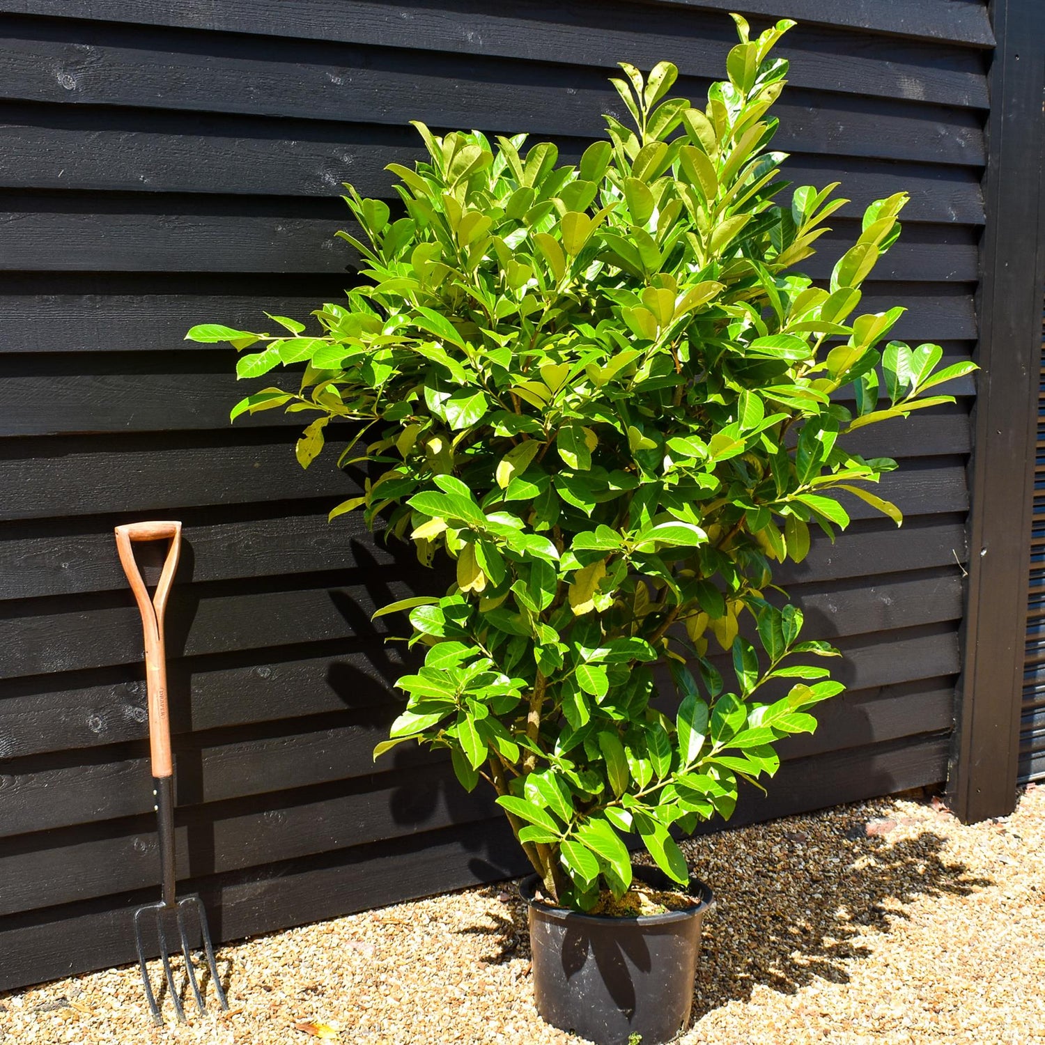 Cherry Laurel | Prunus laurocerasus Rotundifolia  - Instant Hedging - Pot Grown - Height 150-170cm - 20lt