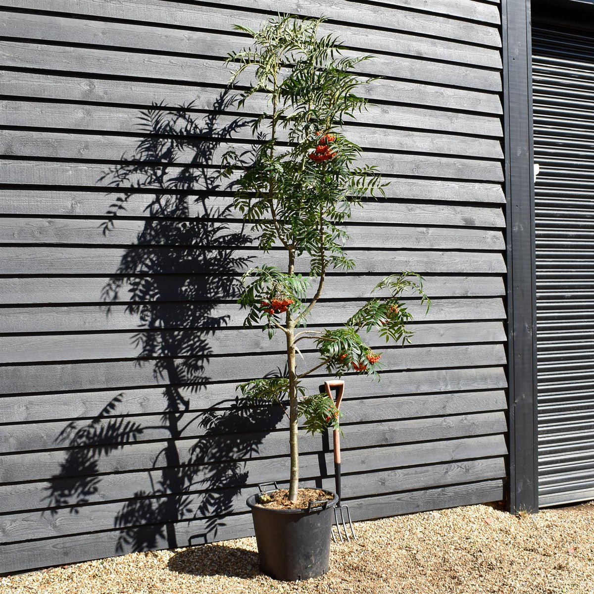 Sorbus commixta Olympic Flame | Scarlet Japanese Rowan -  Height 250-270cm - 50lt