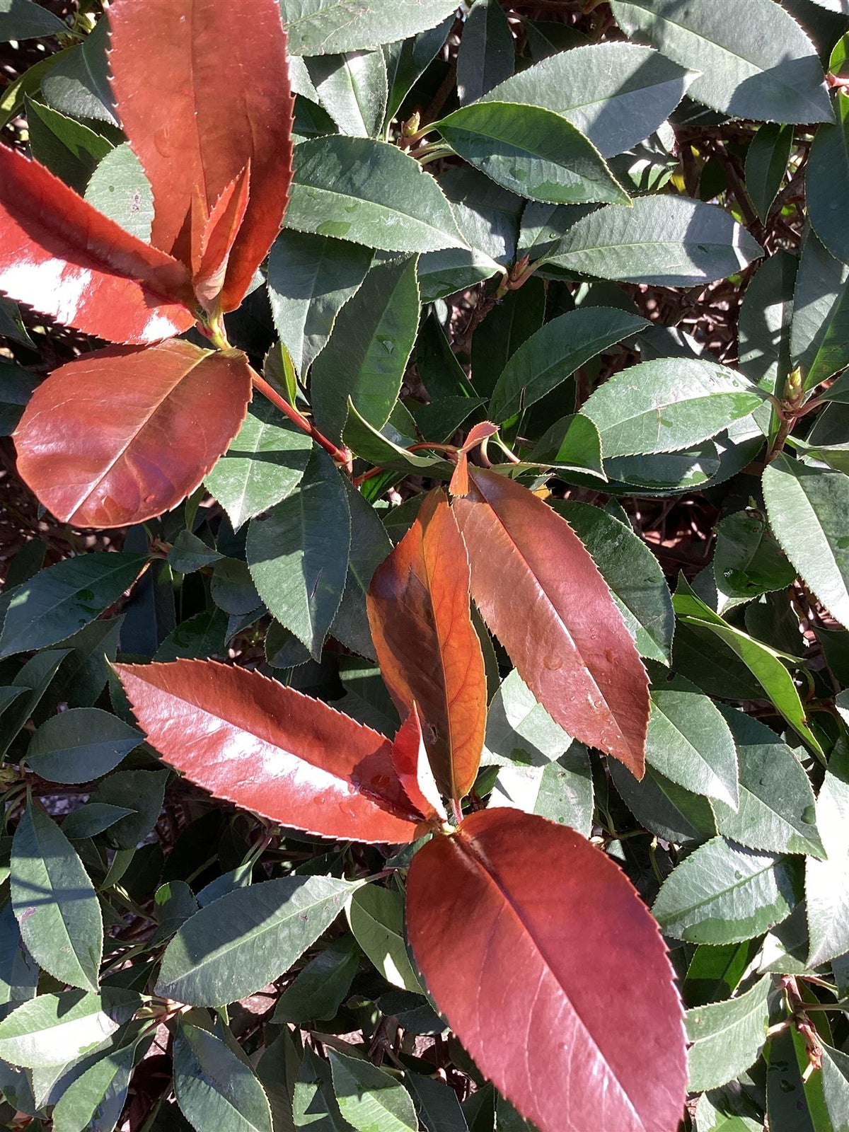 Photinia Red Robin | Christmas berry 'Little Red Robin' - Cone - Heigh ...
