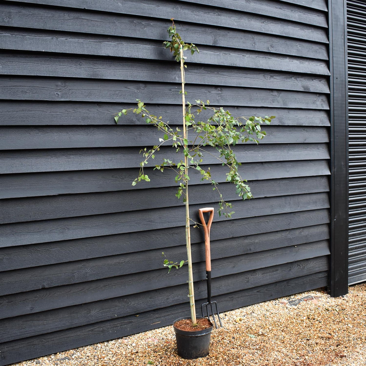 Cercidiphyllum japonicum | Japanese Katsura Tree - Height 140-220cm - 20lt