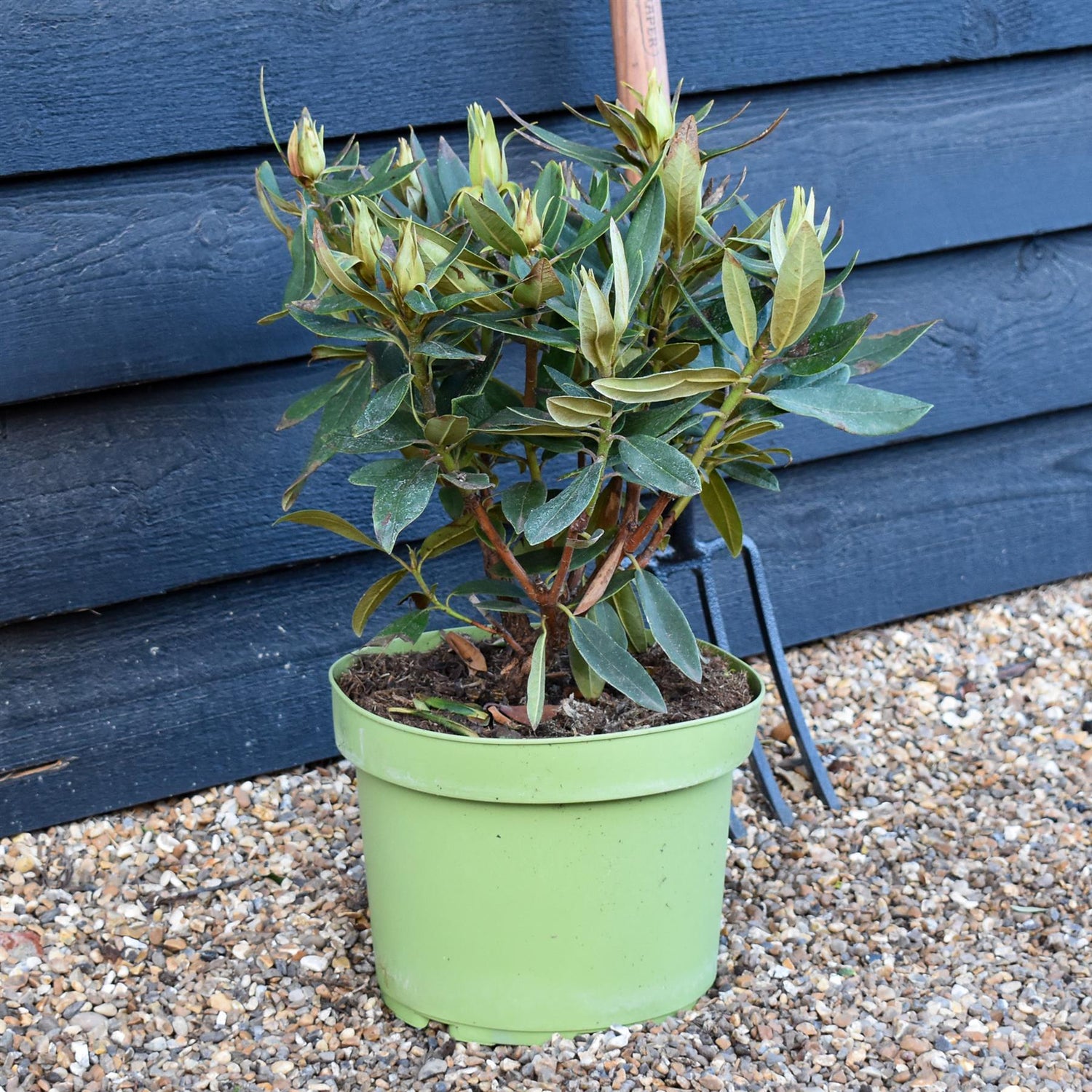 Rhododendron 'Vulcan' - Shrub - Height 40-50cm - 10lt