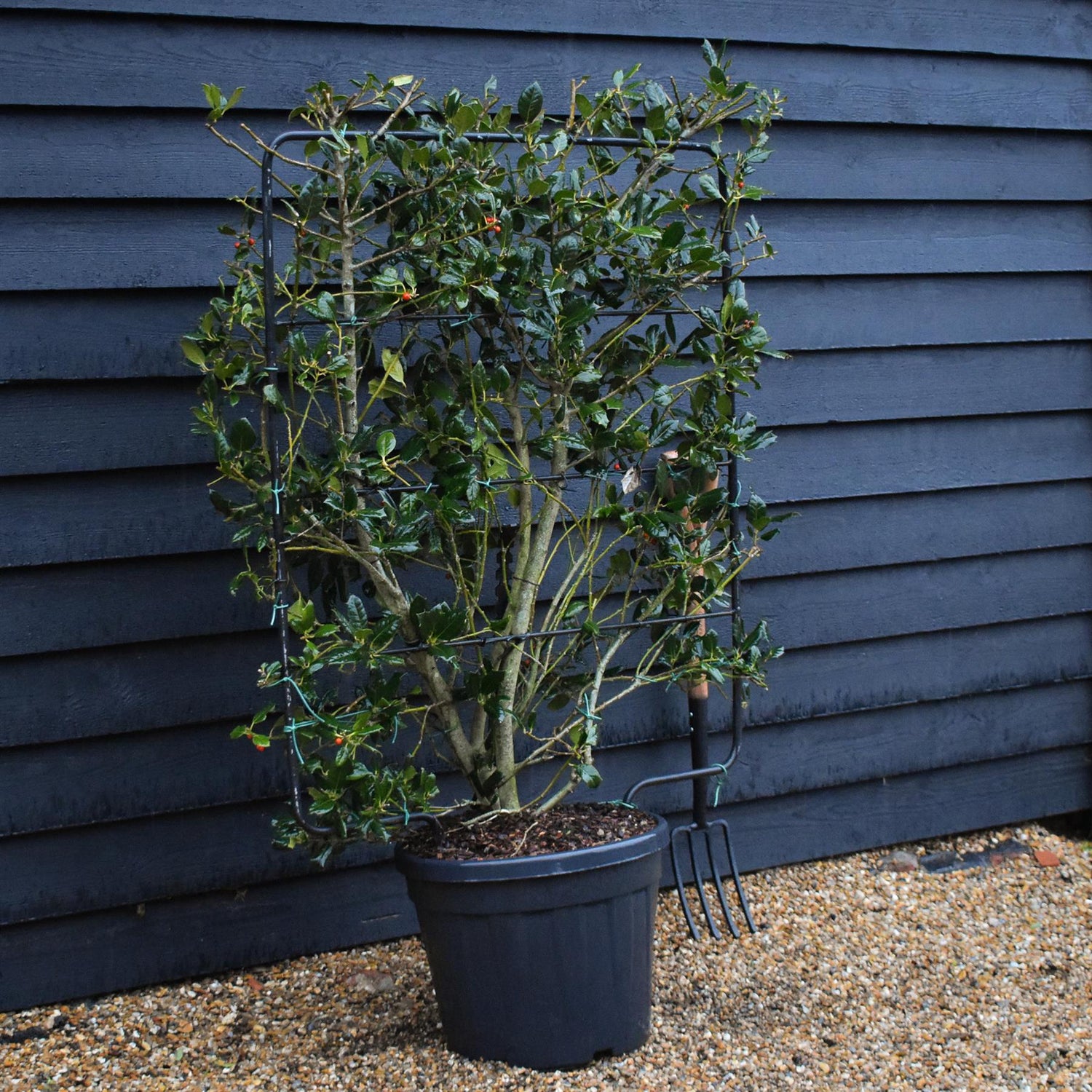 Ilex 'Nellie R. Stevens' | Holly 'Nellie R. Stevens' - Frame - 160-170cm, 45lt