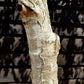 Betula alba Multistem | Silver Birch - 450cm, 130lt