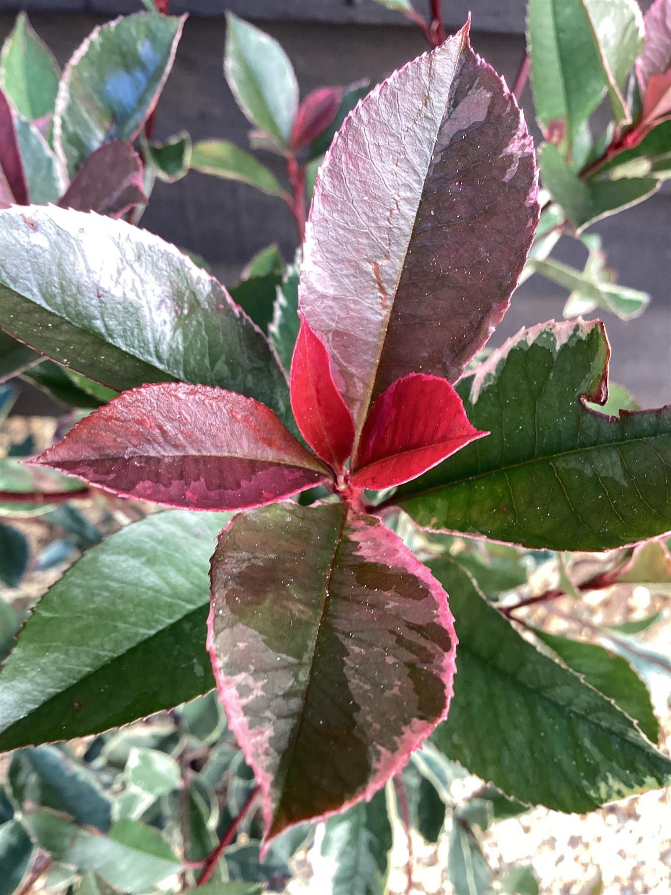 Photinia Pink Marble ('Cassini') - 10lt