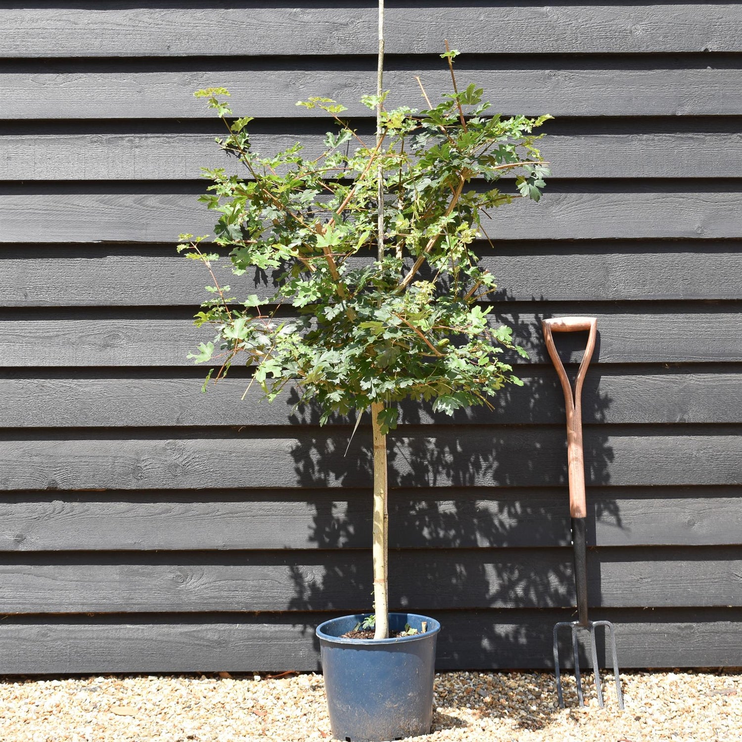 Field Maple  | Acer Campestre | Common Maple - Height 120-150cm - 10lt