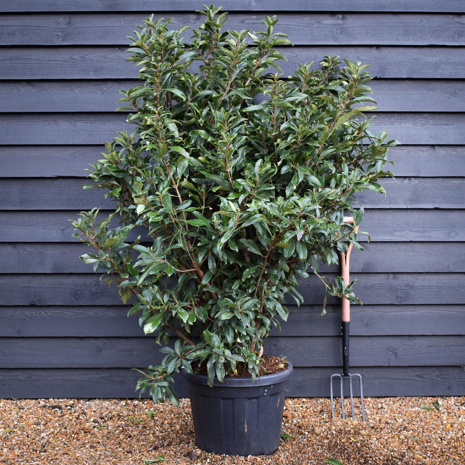 Viburnum odoratissimum 'Coppertop'- Bushy - Height 155-165cm - 45lt