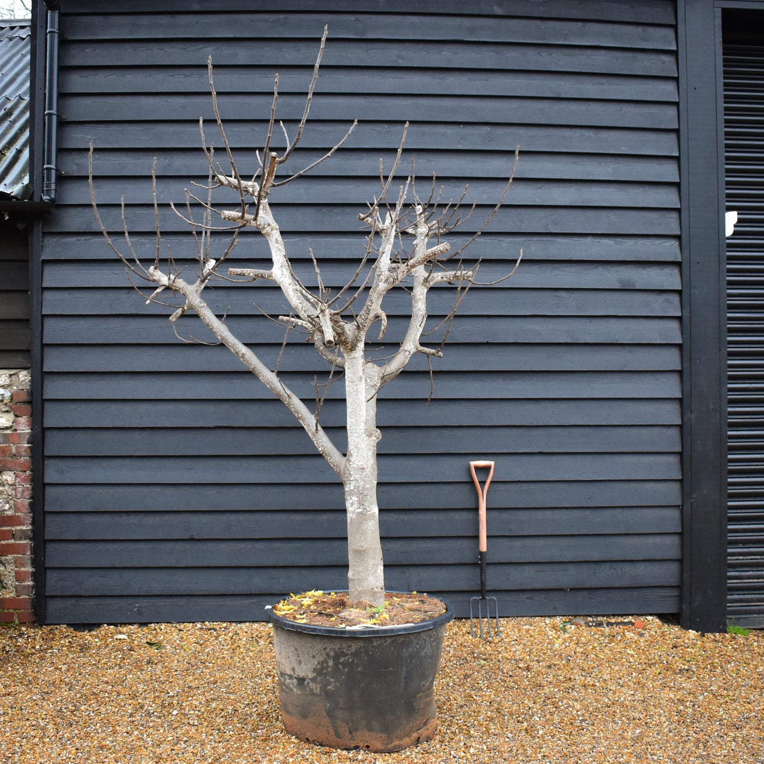 Fig - Ficus carica Specimen Tree 1A  - Clear Stem 40cm - Girth 38-40cm - Height 220-230cm - 160lt