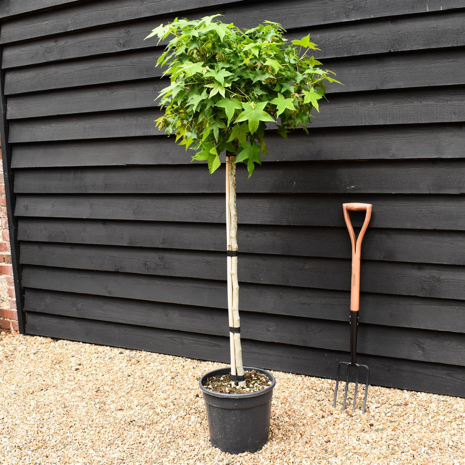 Liquidambar styraciflua 'Gum Ball' - Half standard - Clear Stem 100cm - Girth 6-8cm - Height 140-160cm - 20lt