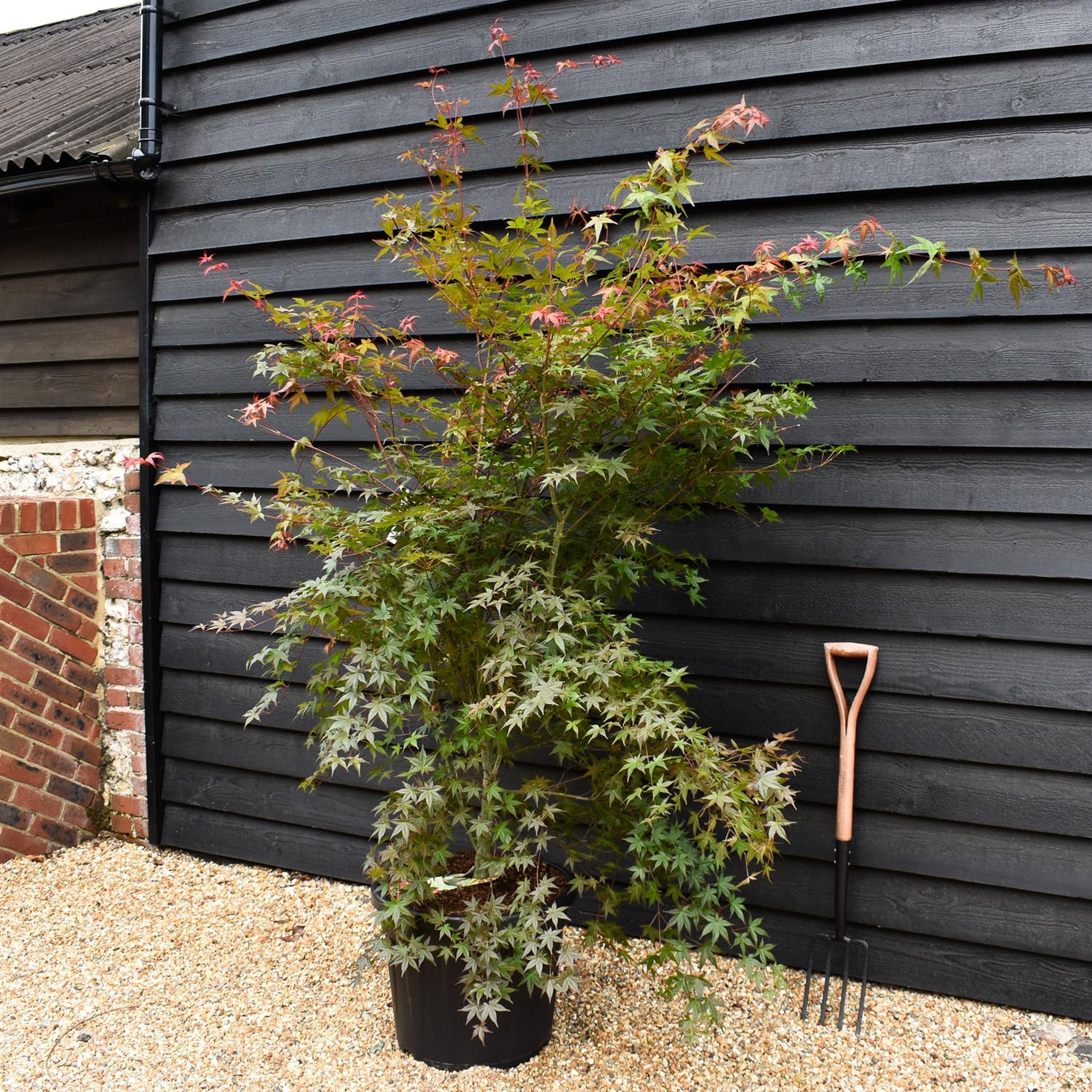 Acer palmatum 'Beni-maiko' | Japanese maple 'Beni-maiko' - Bushy -Height 190-200cm - 55lt