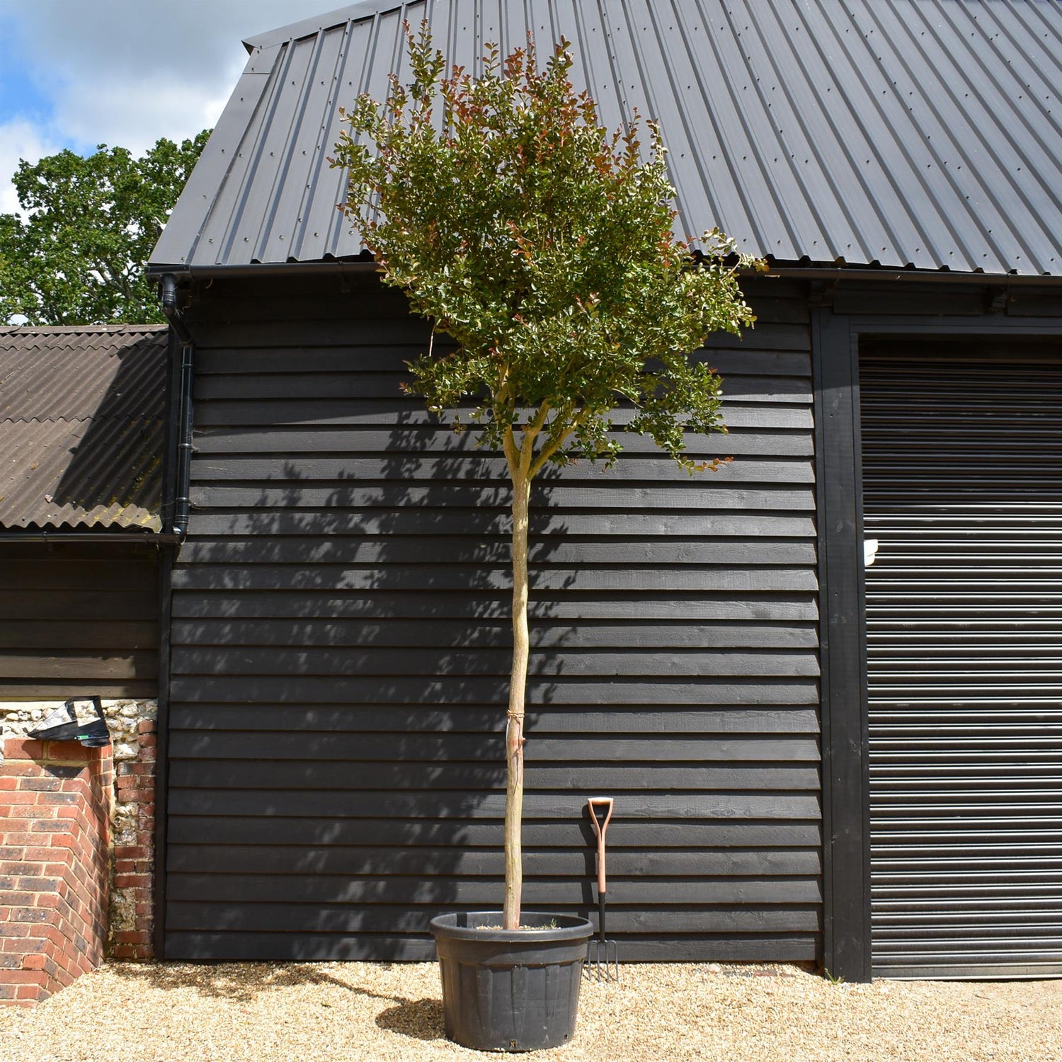 Lagerstroemia indica 'Lucas Red' | Crape Myrtle - Clear Stem - Girth 16-18cm - Height 280-300cm - 150lt